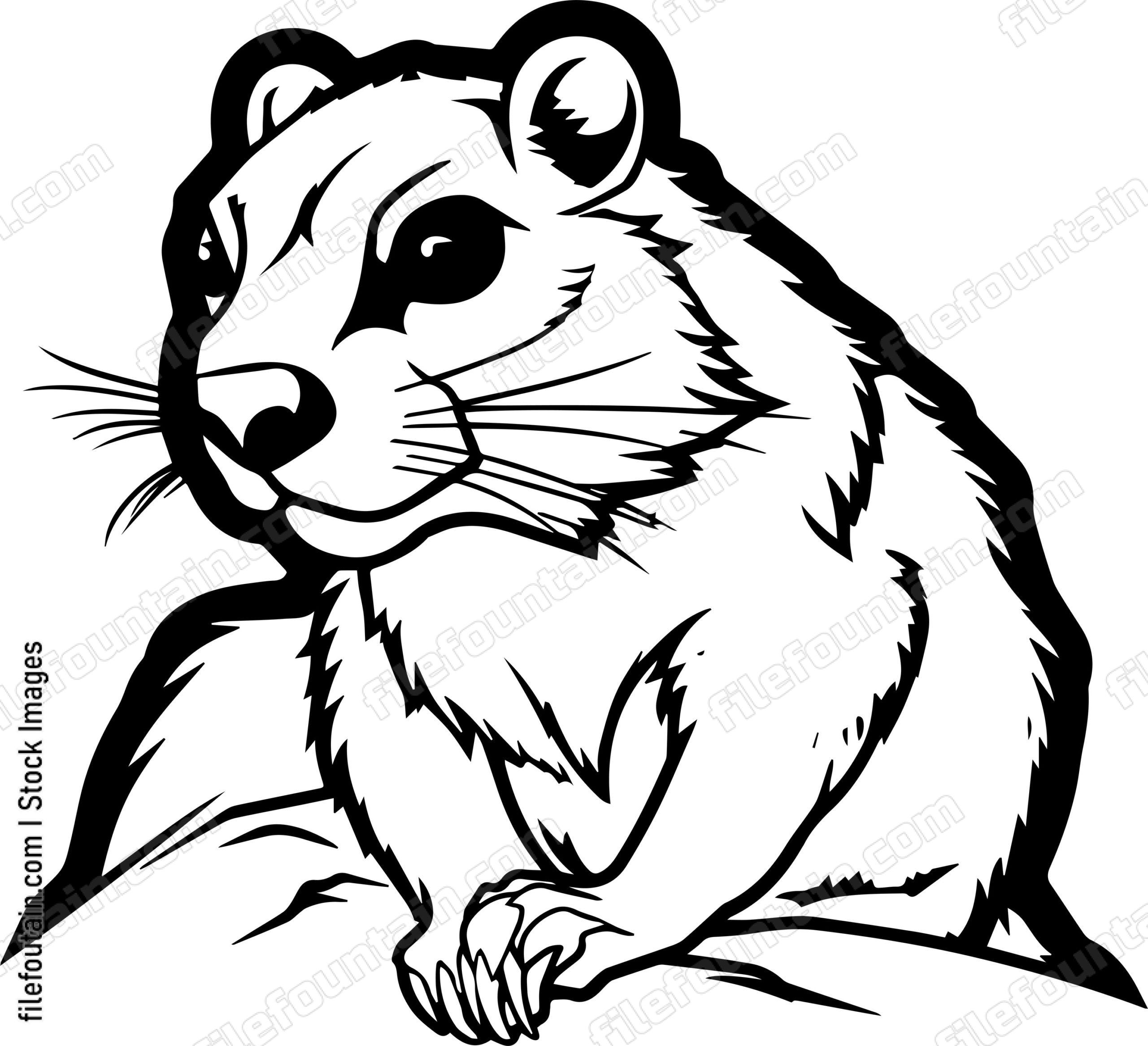Rock Hyrax