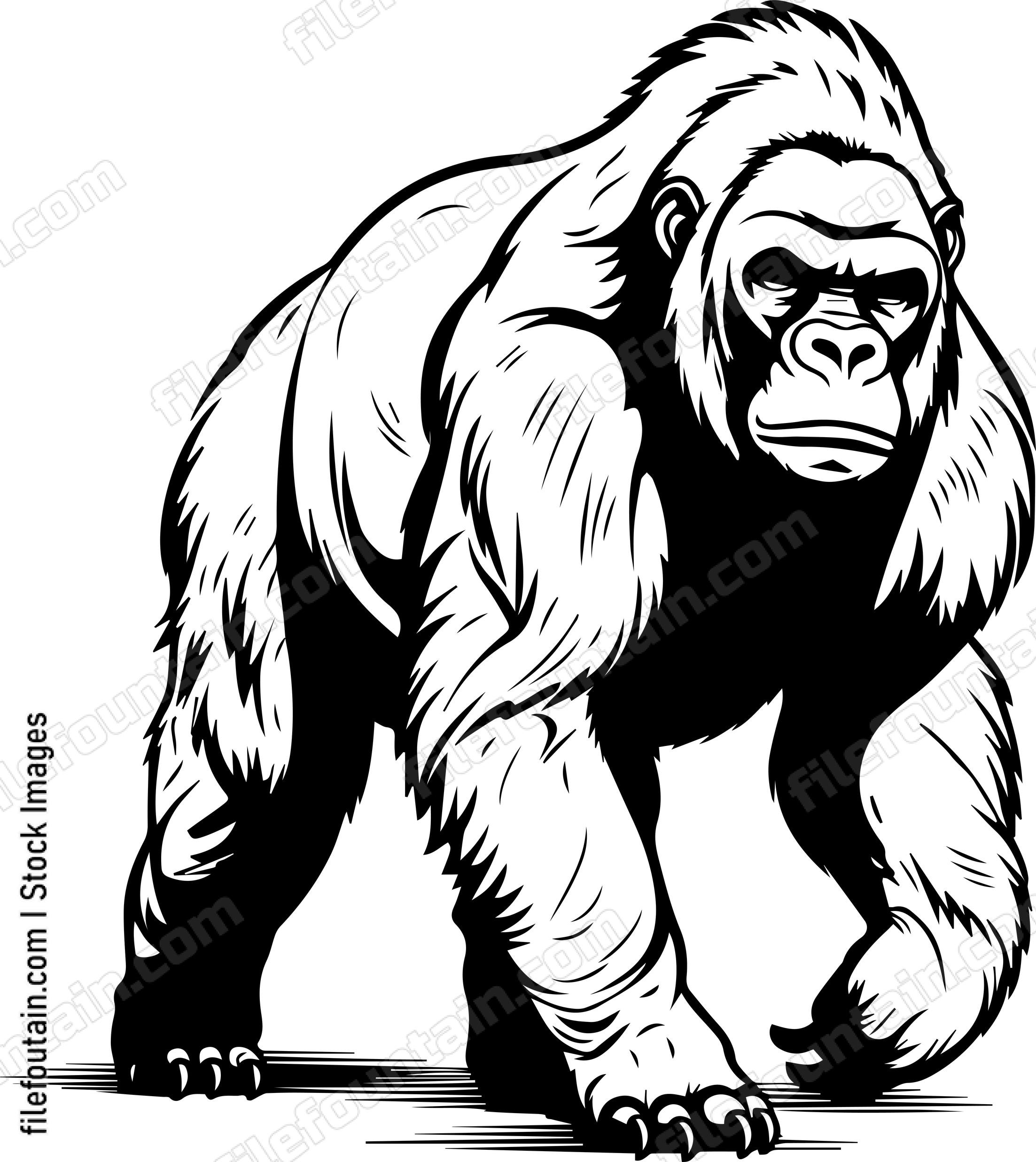 Silverback gorilla
