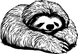 Sloth Sleeping