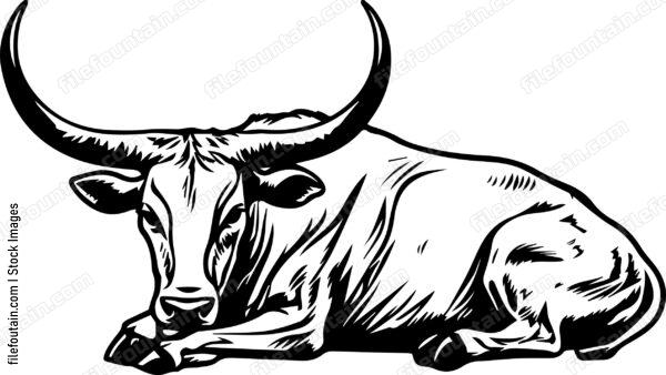 Texas Longhorn Sleeping