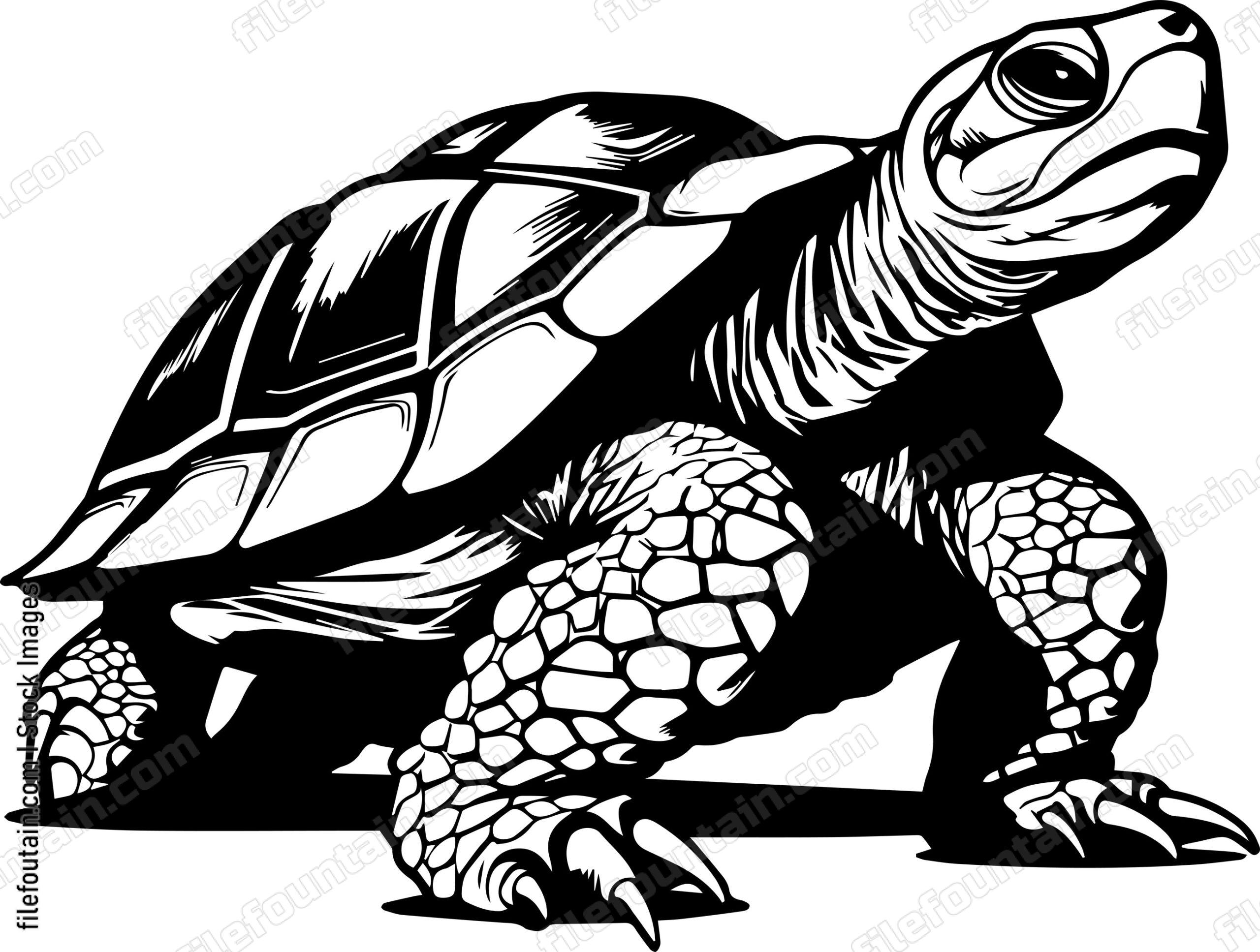 Turtle