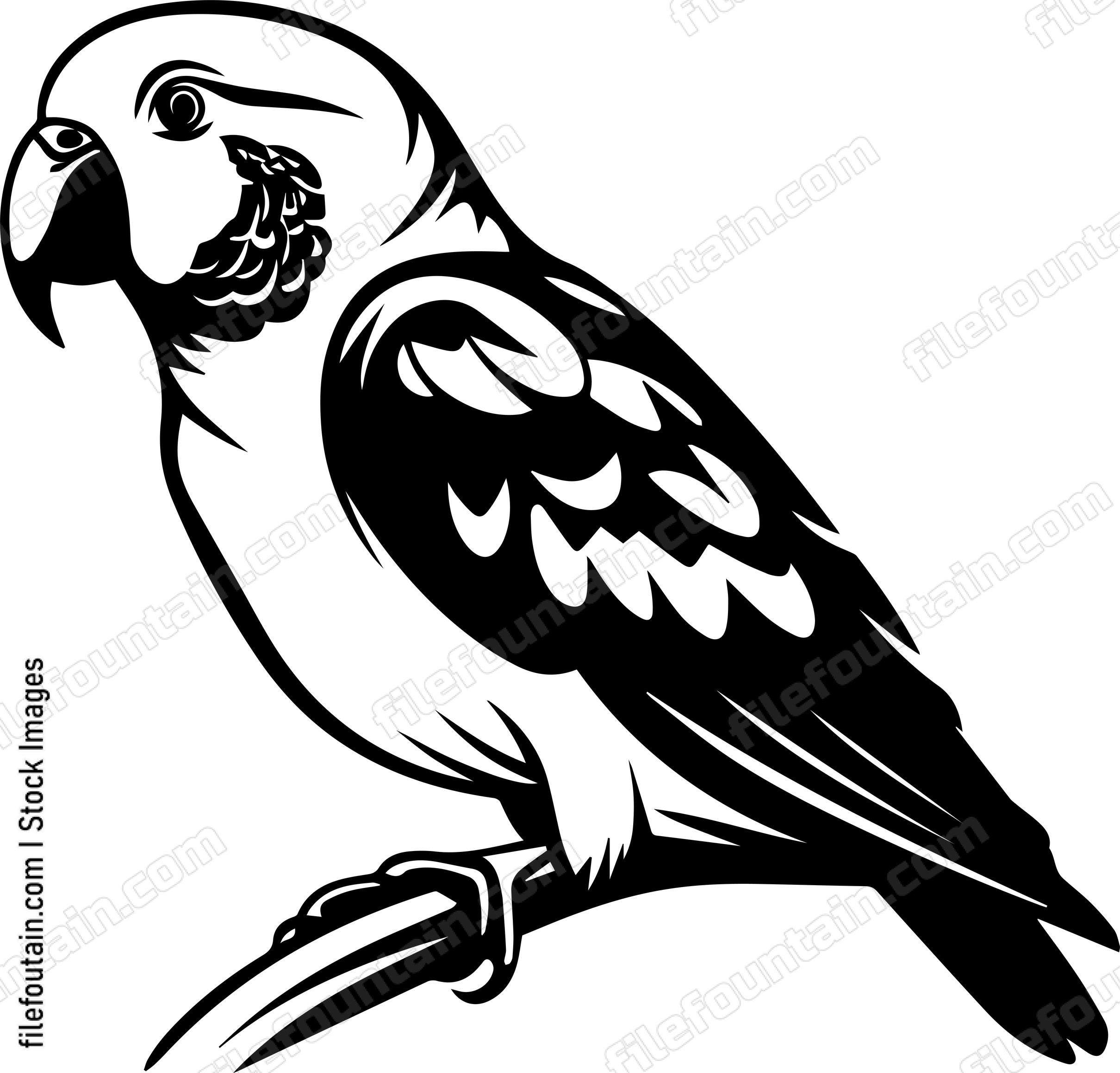 Alexandrine Parakeet