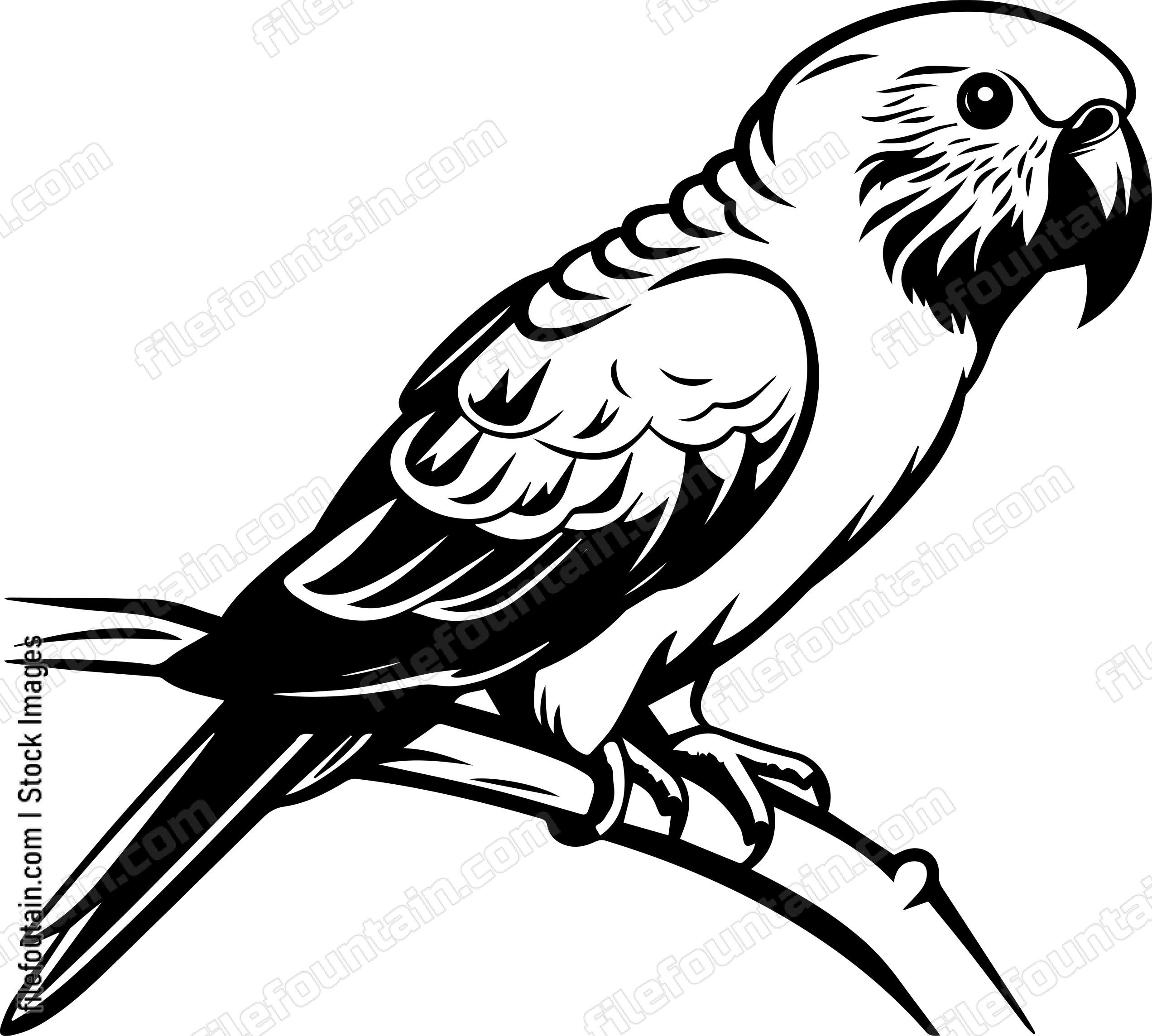 Alexandrine Parakeet