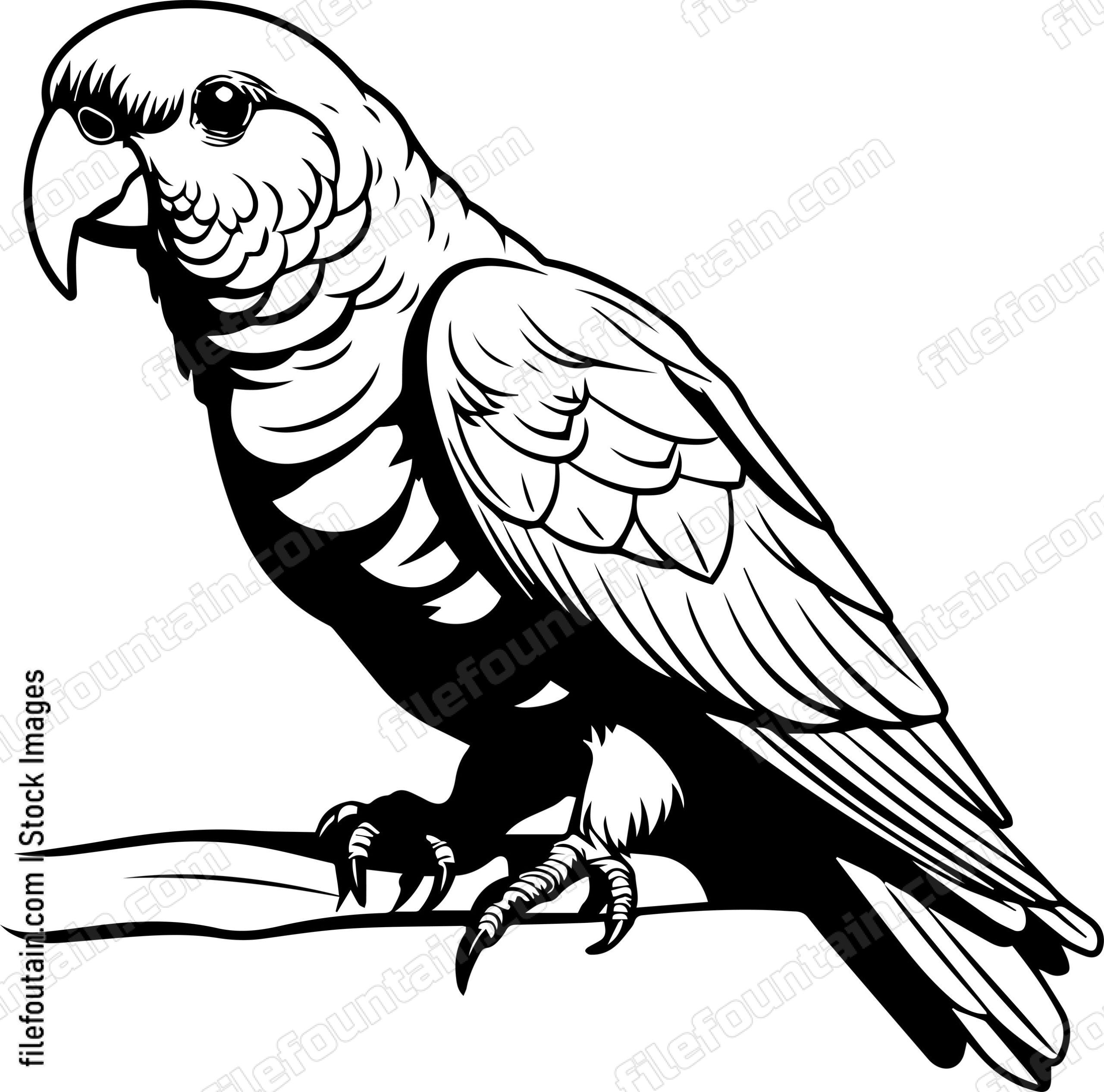 Alexandrine Parakeet