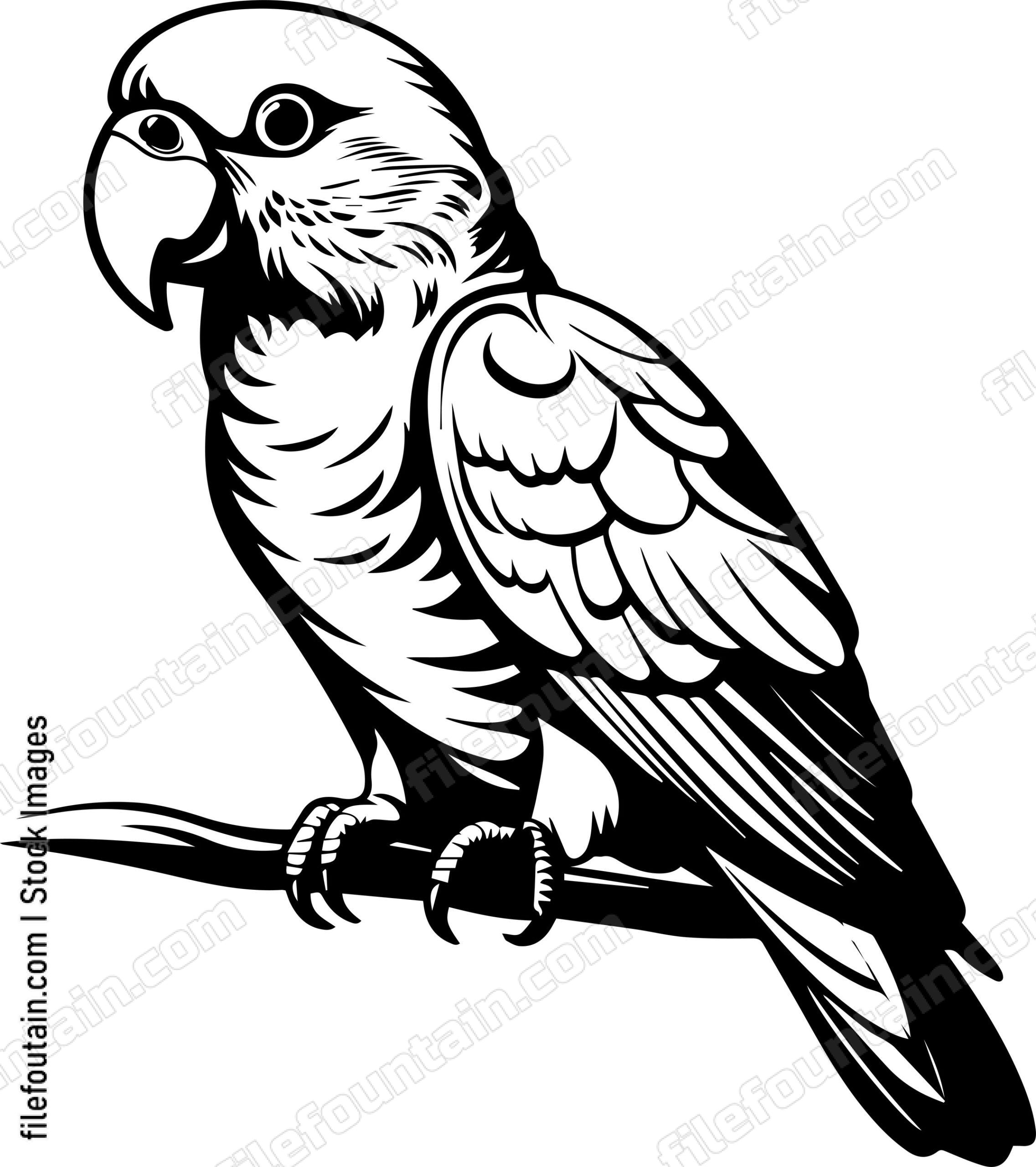 Alexandrine Parakeet