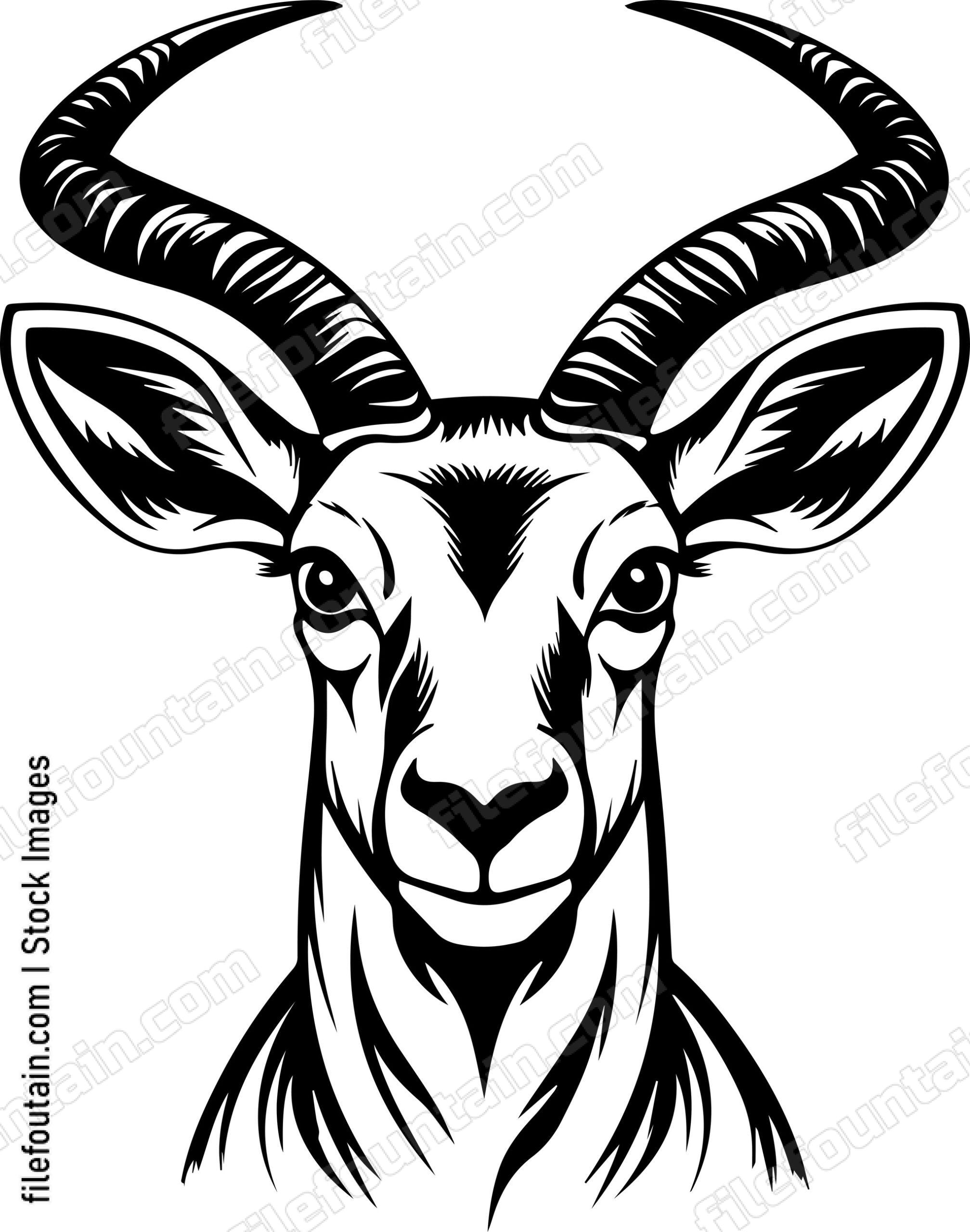 Antelope