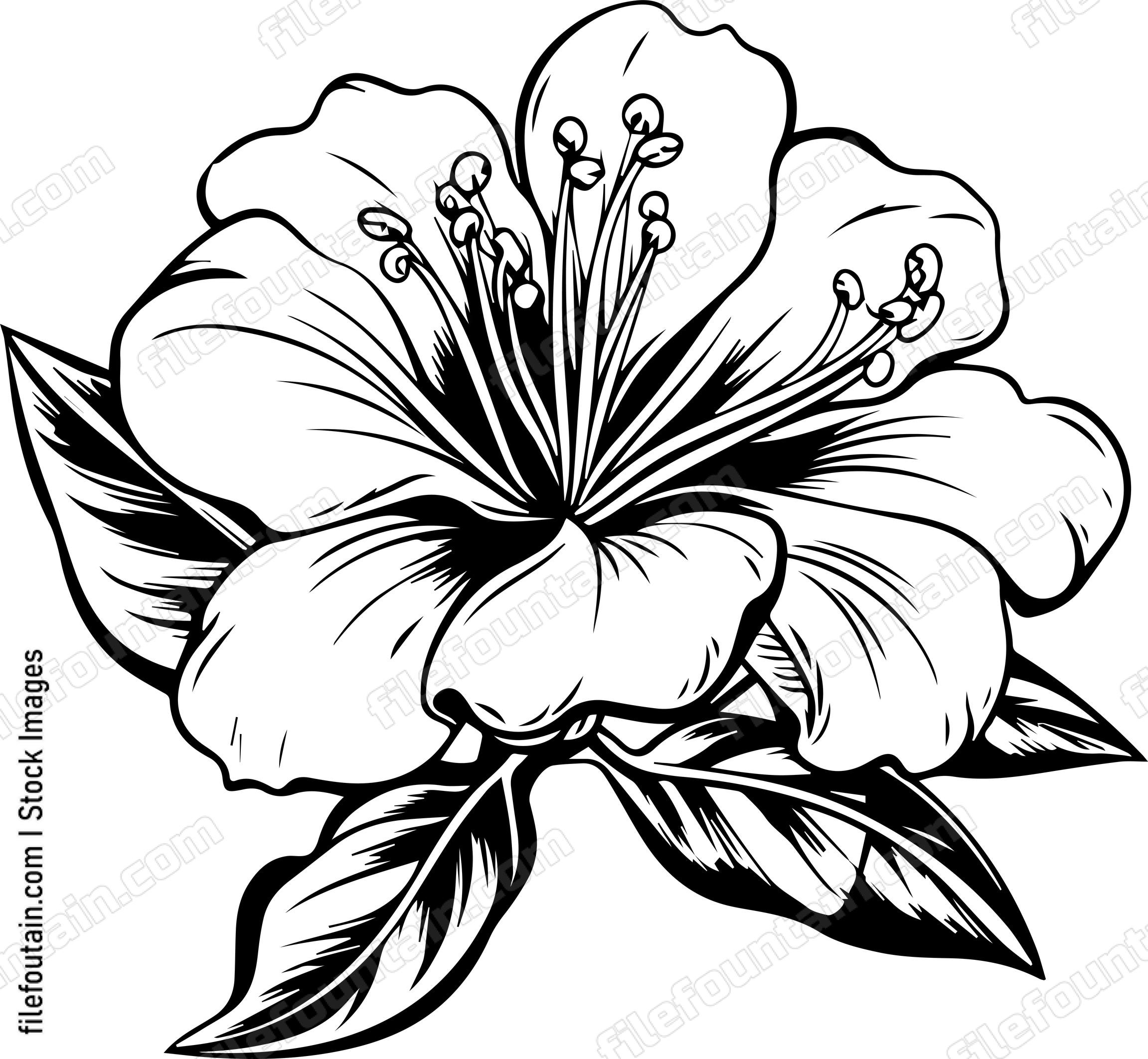 Azalea