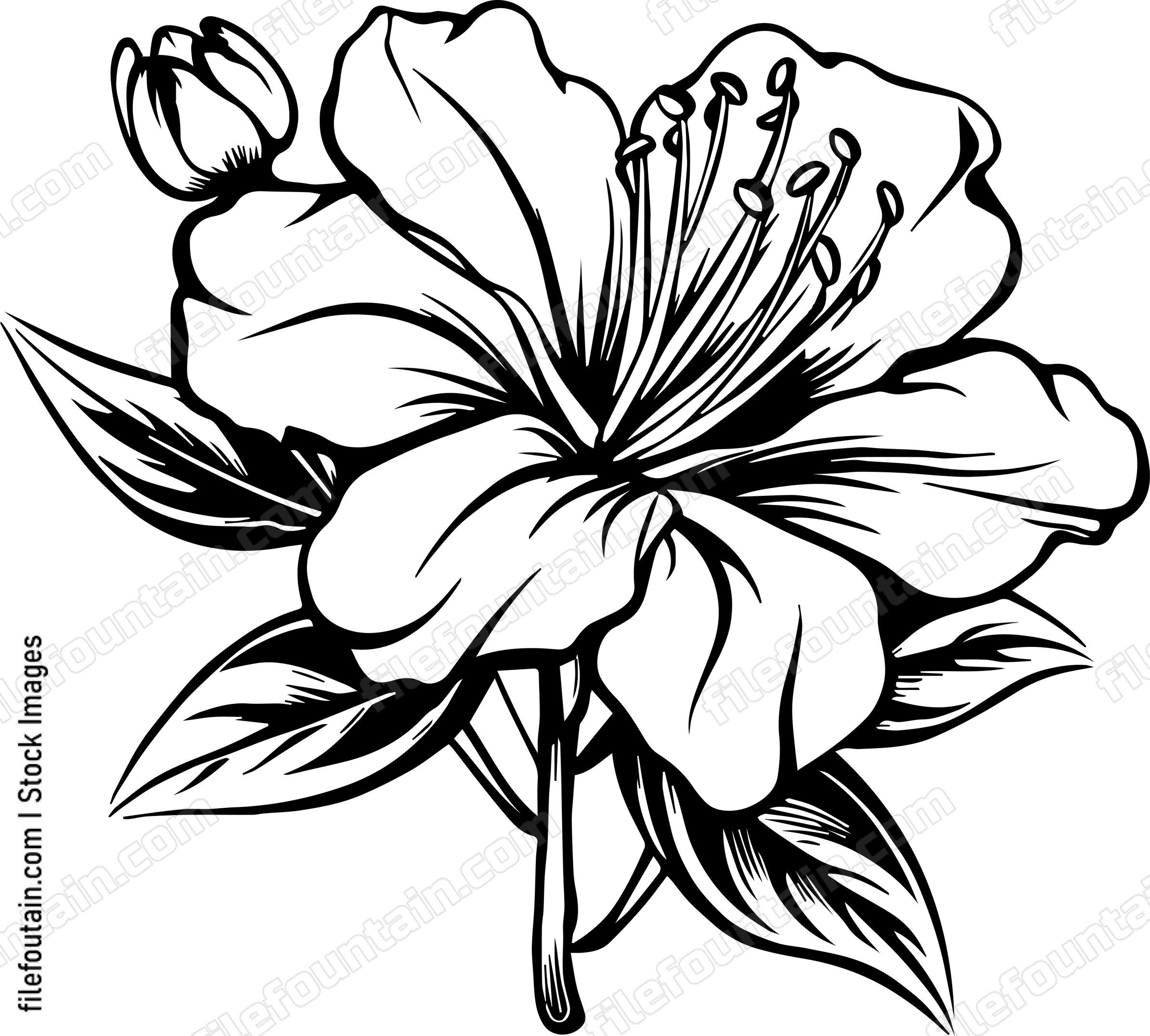 Azalea Flower