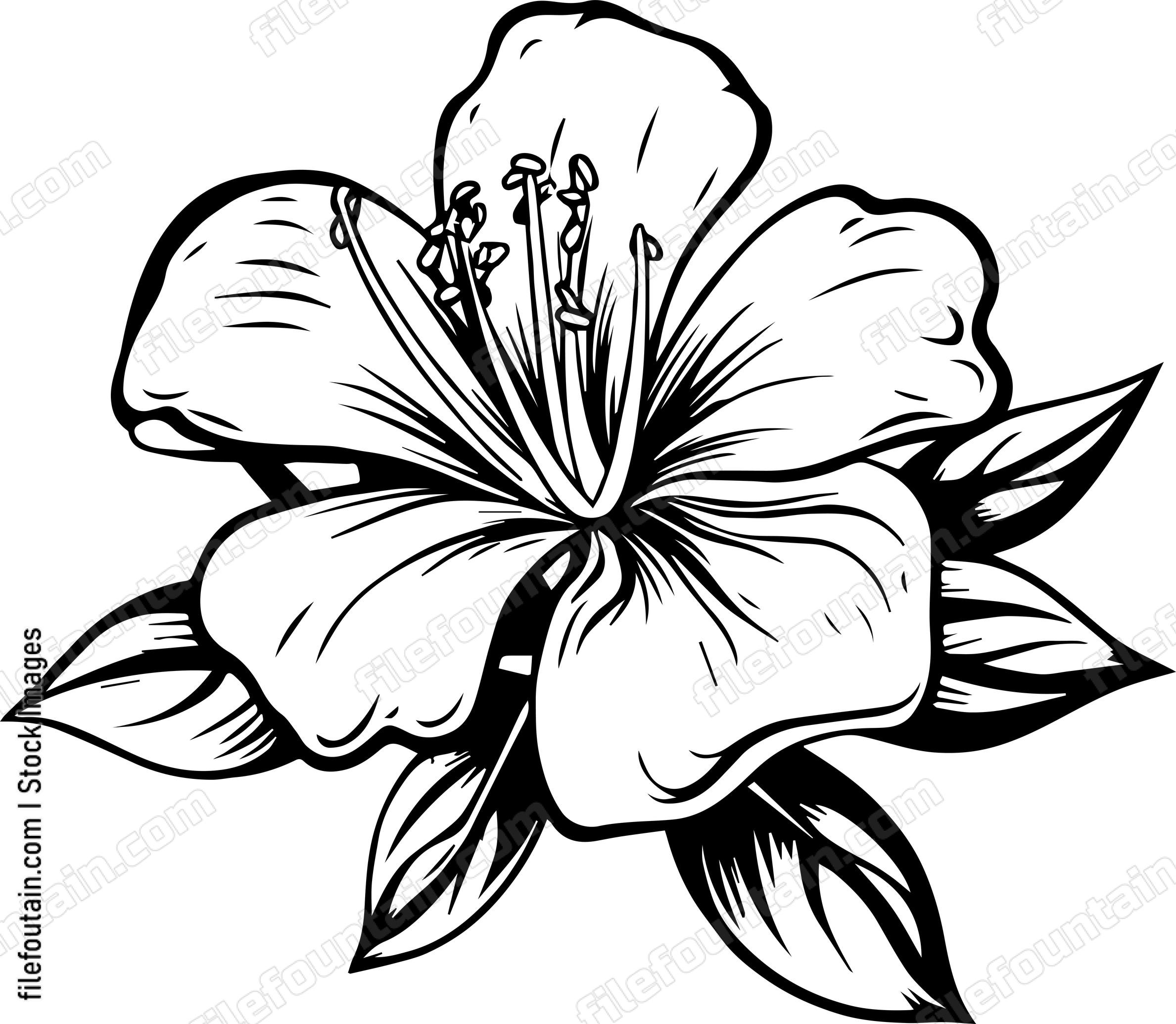 Azalea Flower