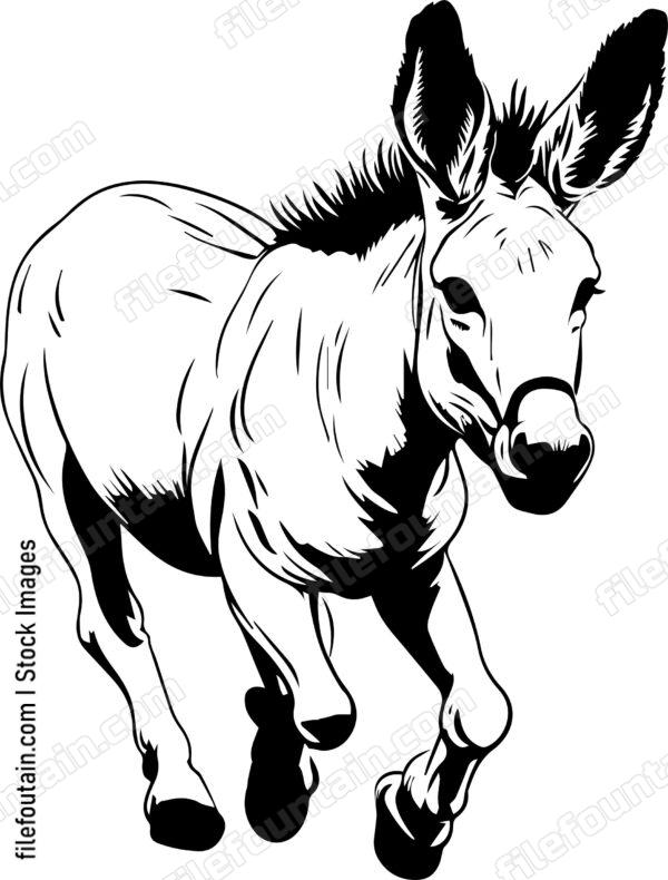 Baby Donkey Running