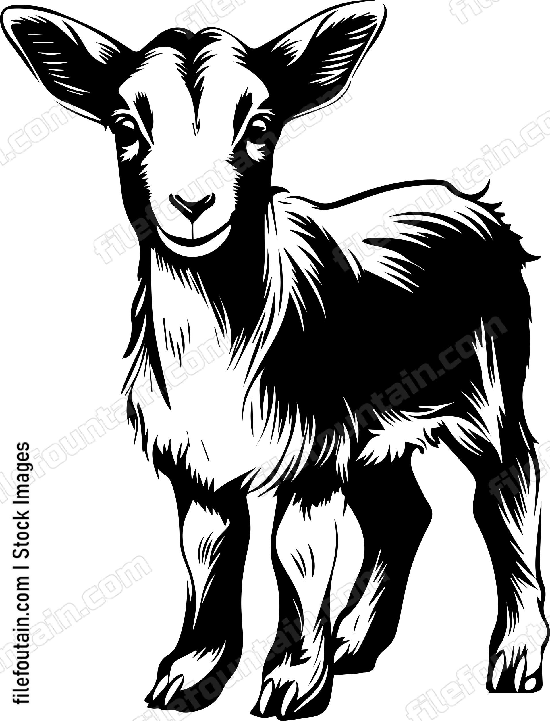 Baby Goat