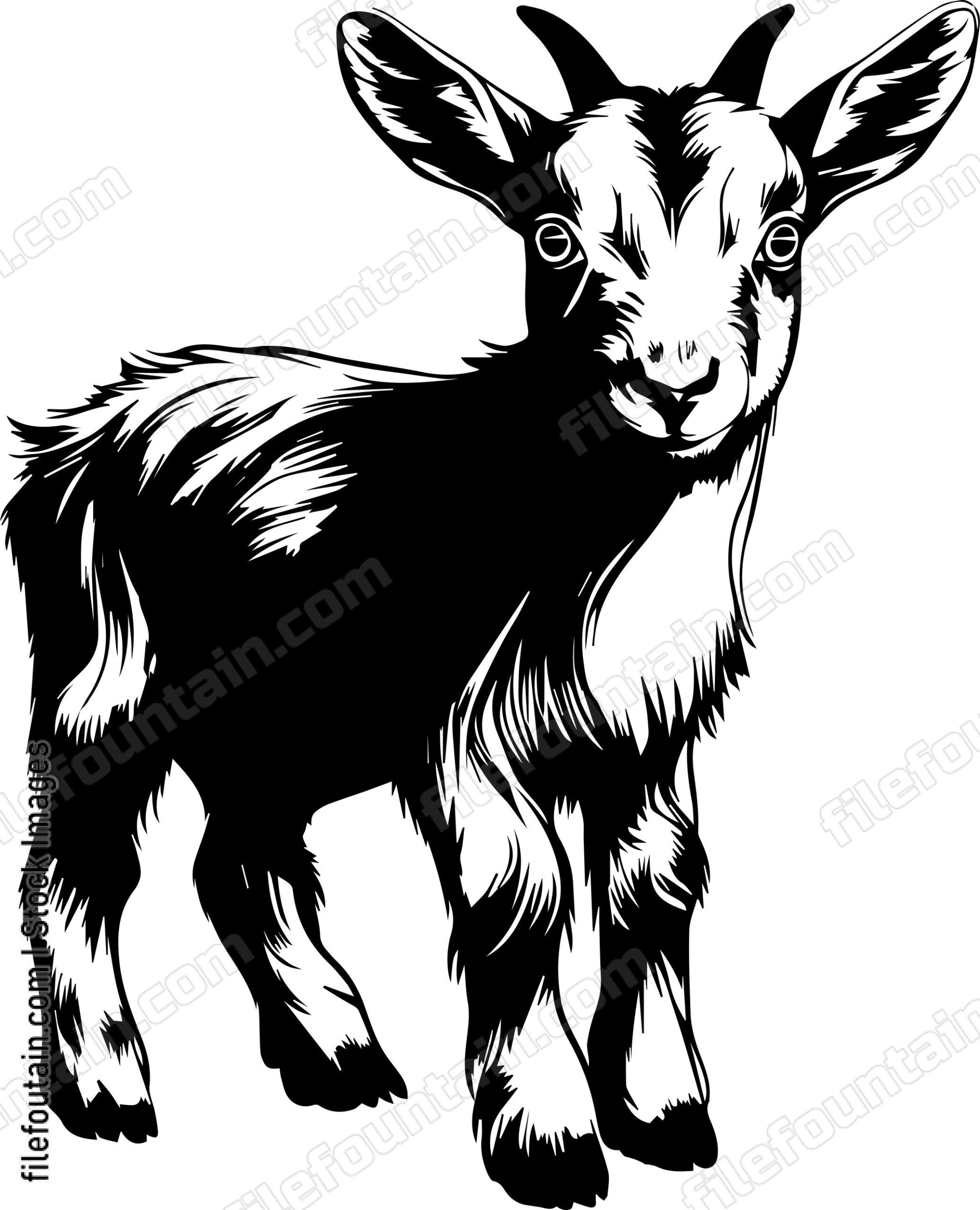 Baby Goat