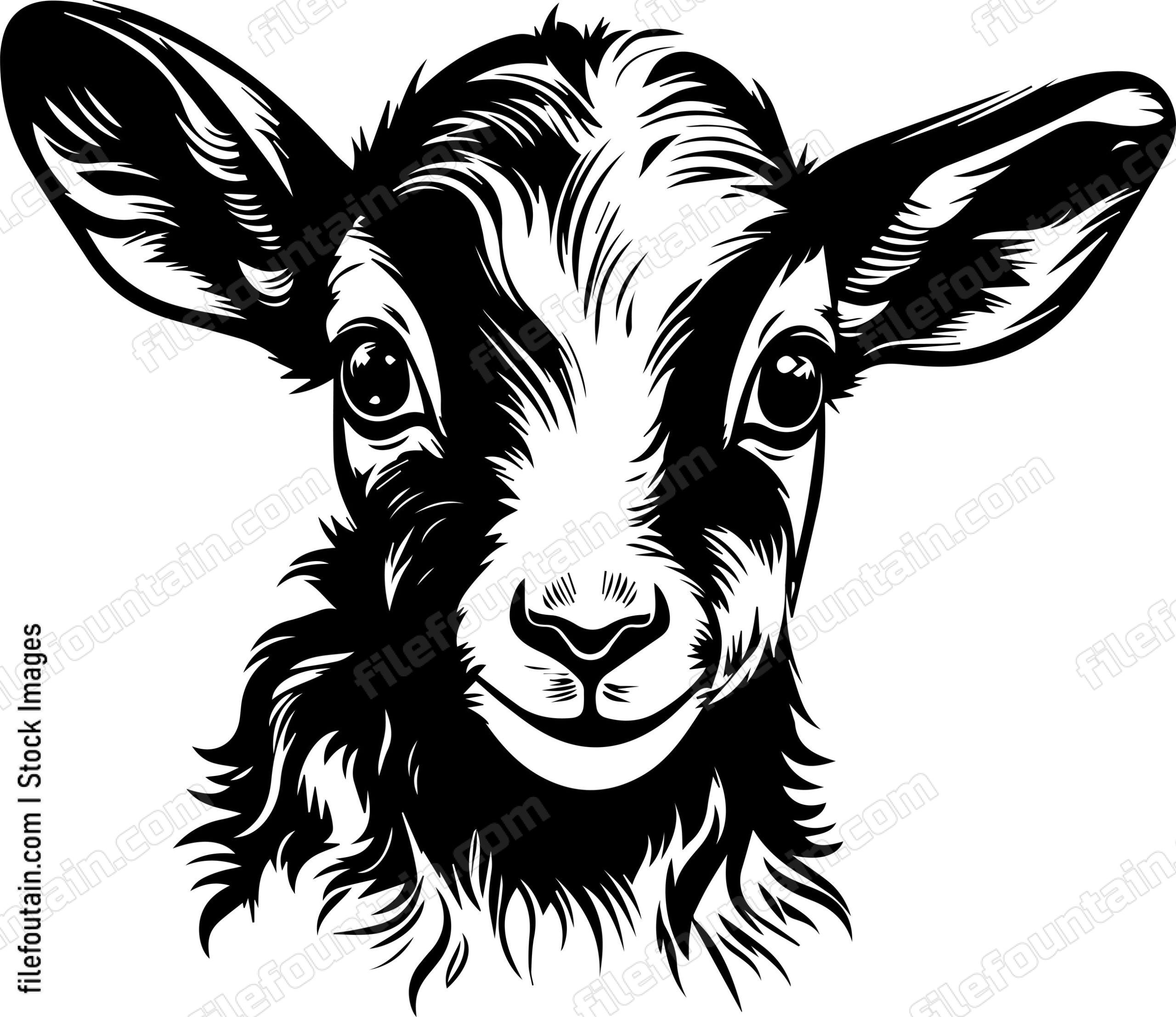 Baby Goat