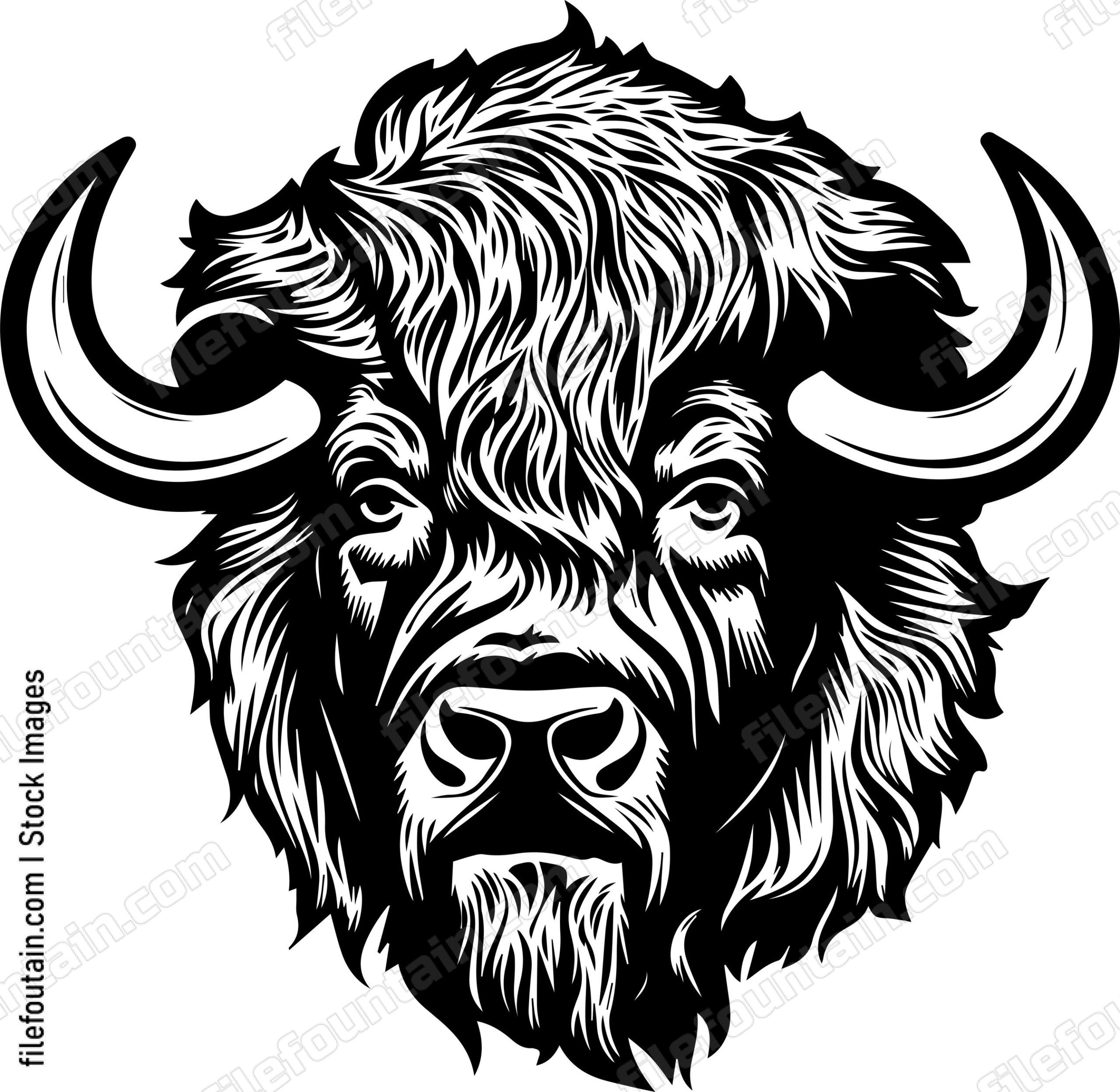 Bison