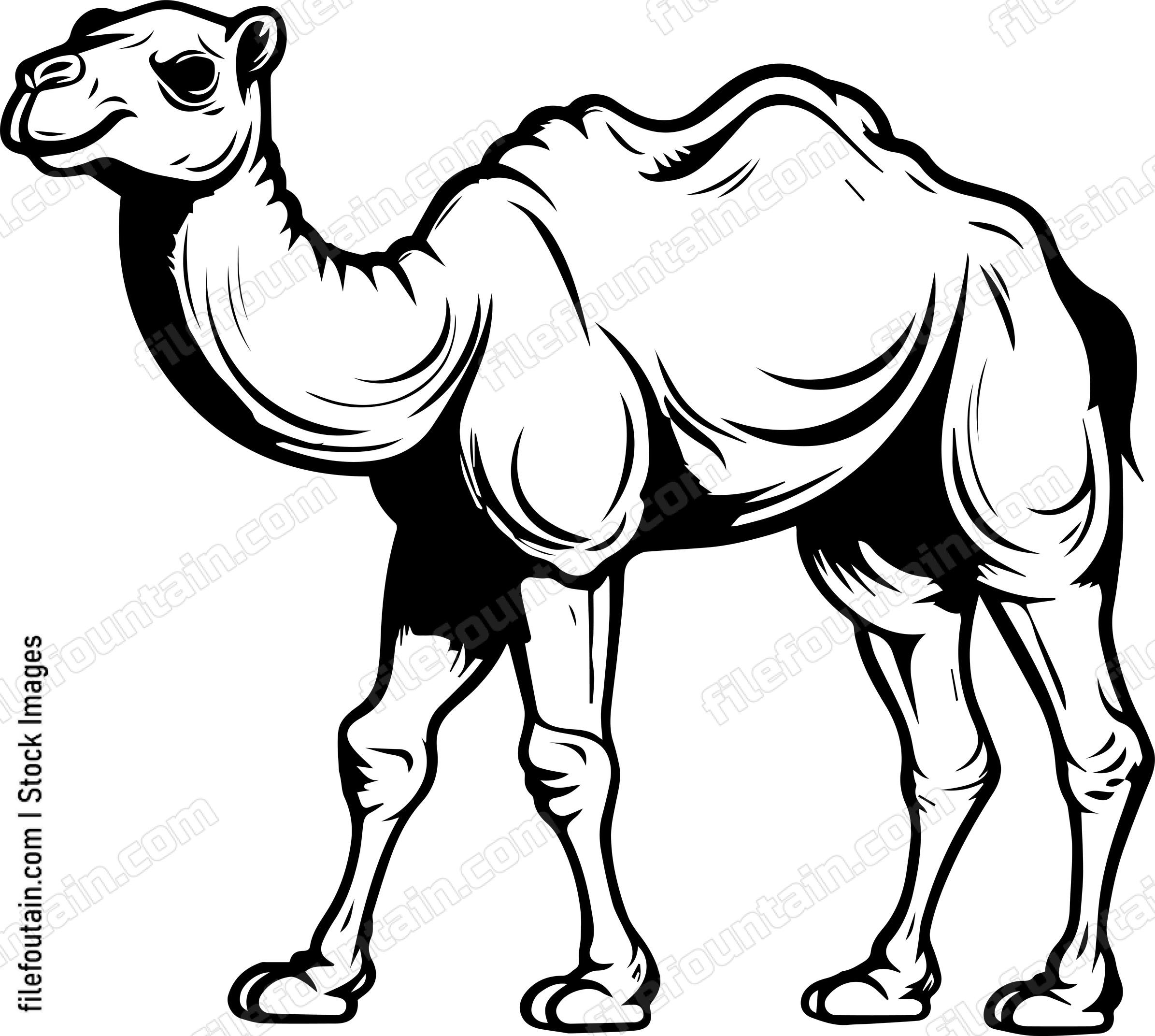 Camel