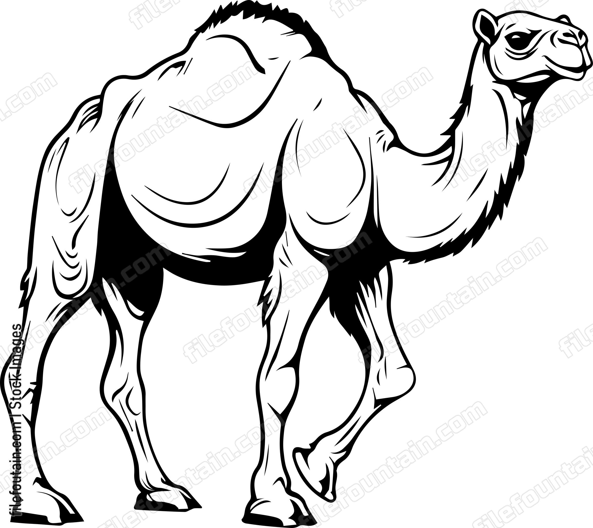 Camel