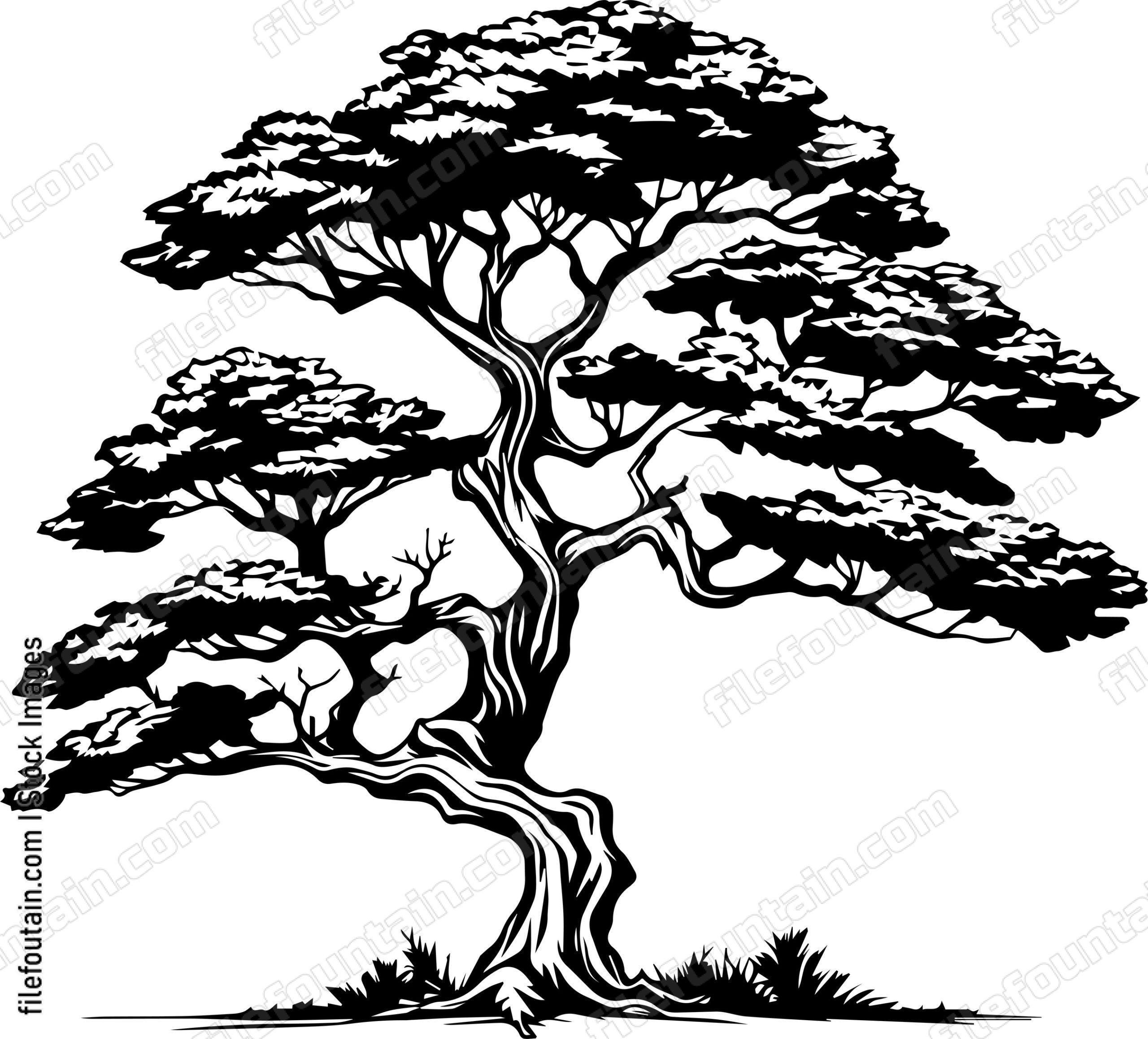Cedar tree