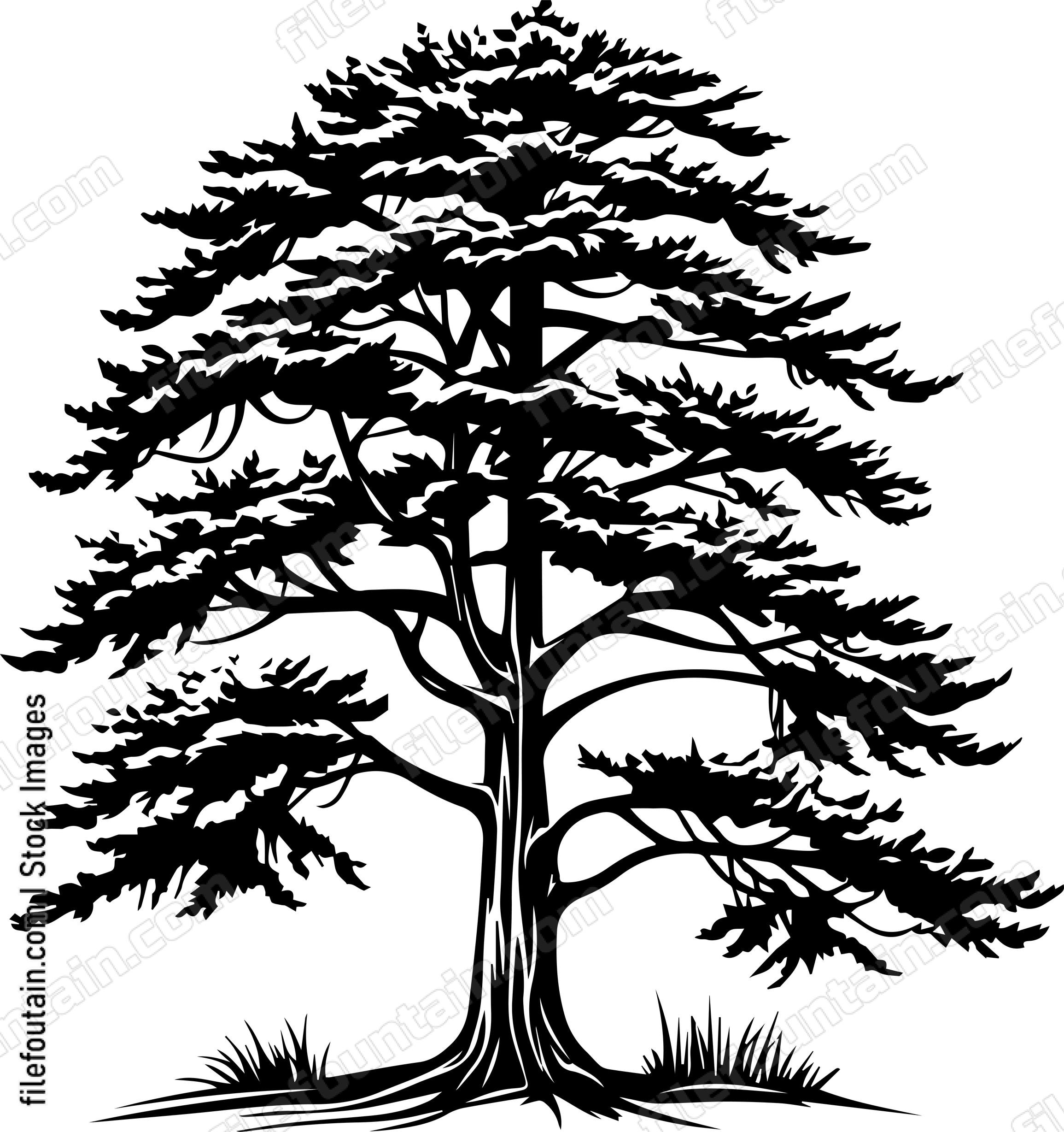 Cedar tree