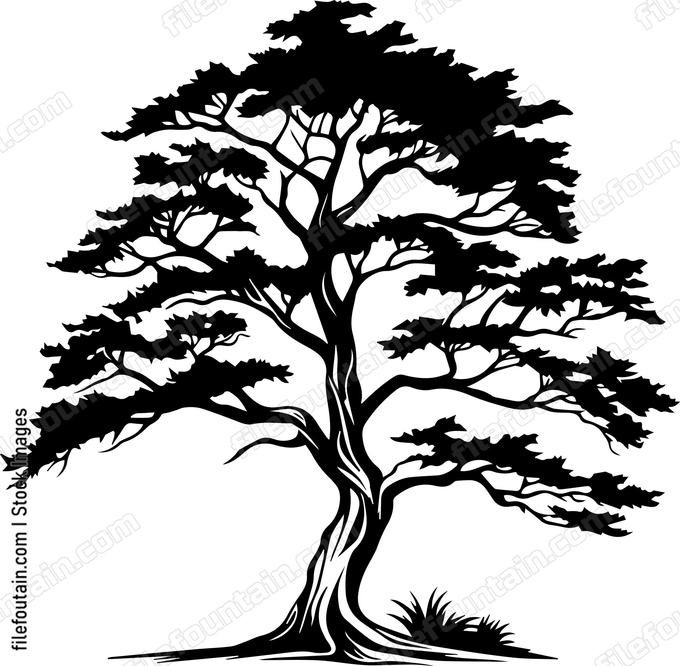 Cedar tree
