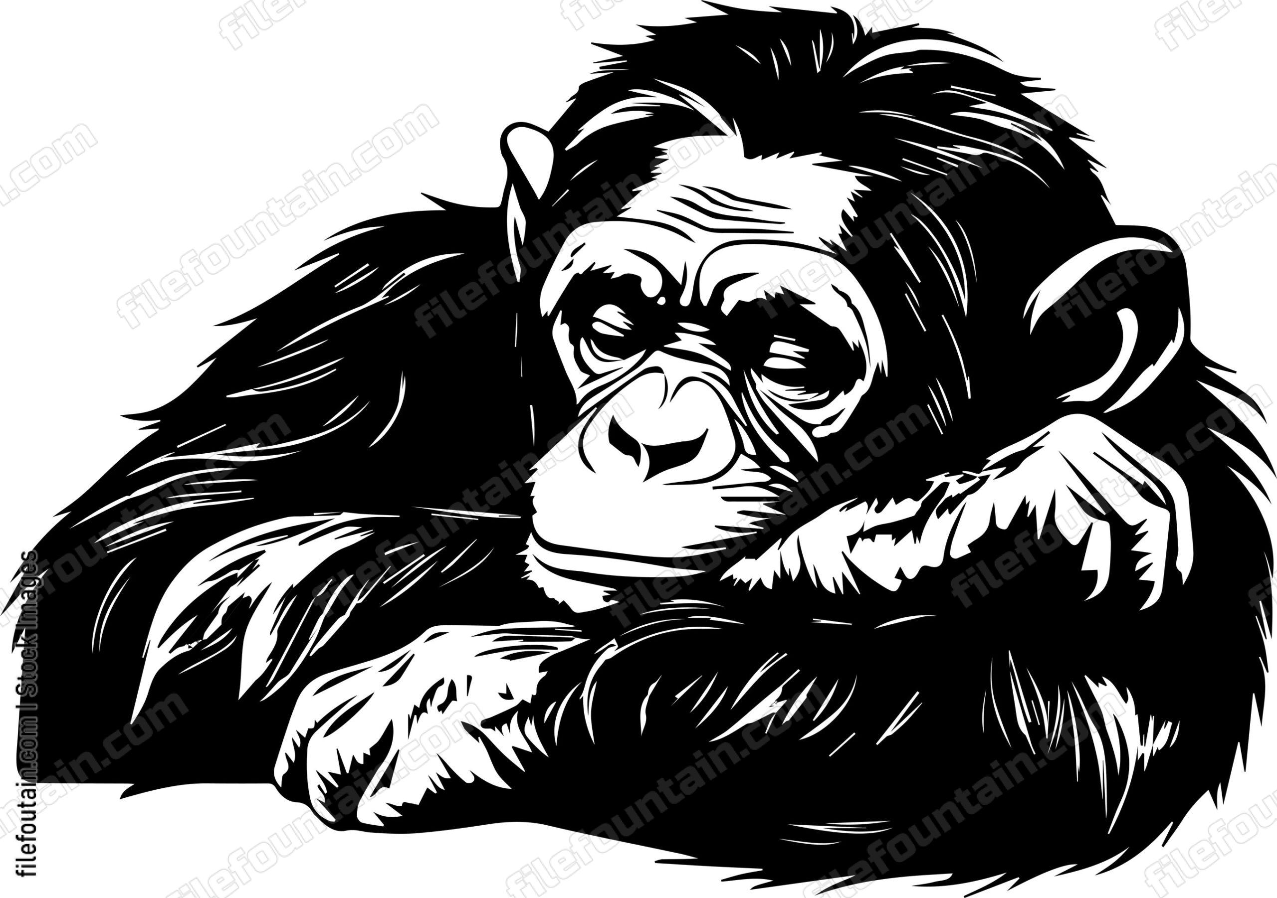 Chimp Sleeping