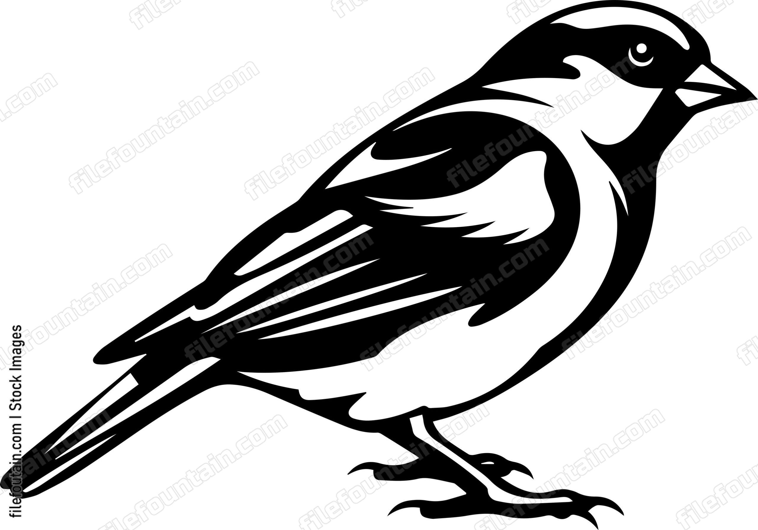 Common Chaffinch