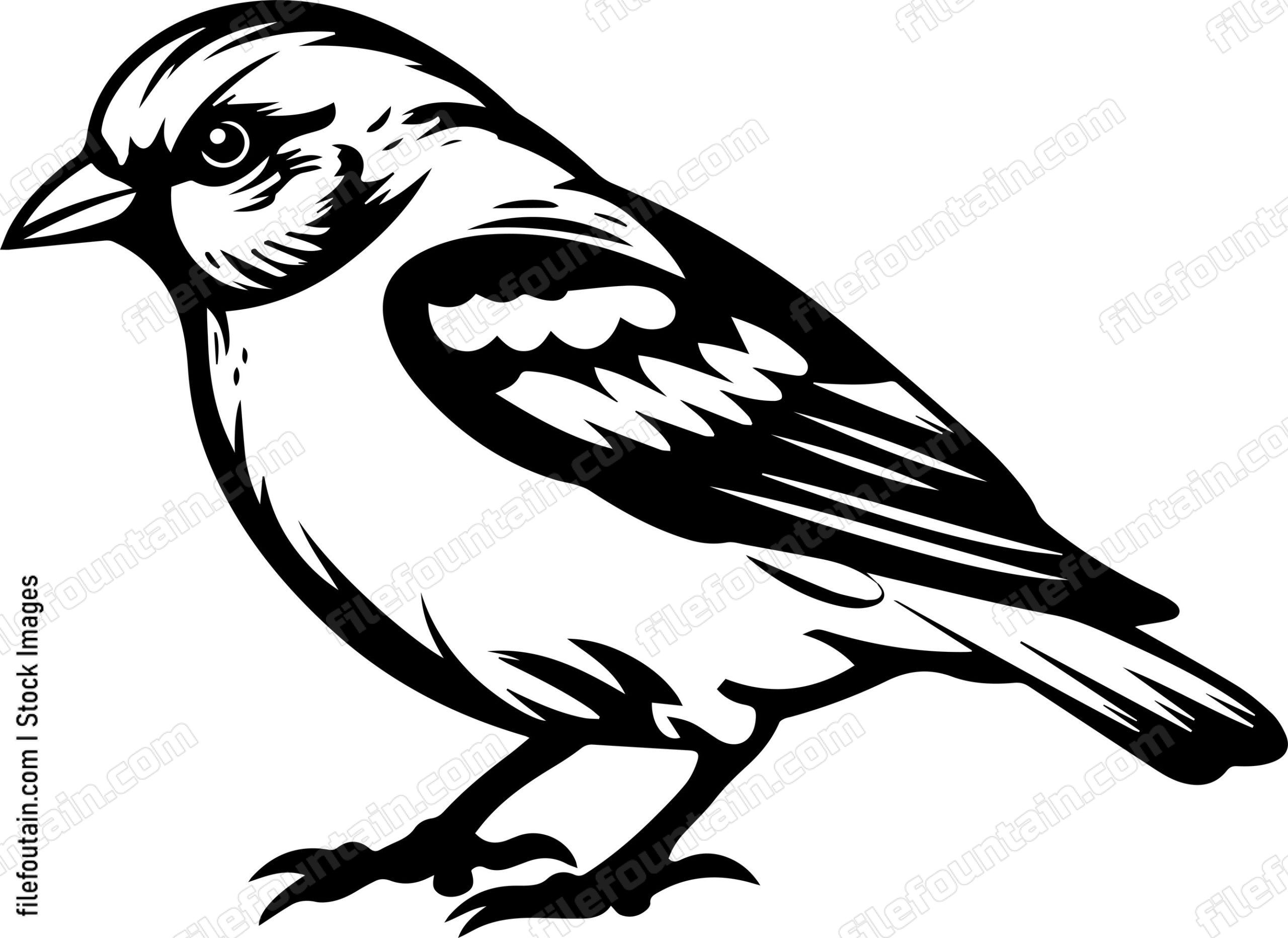 Common Chaffinch