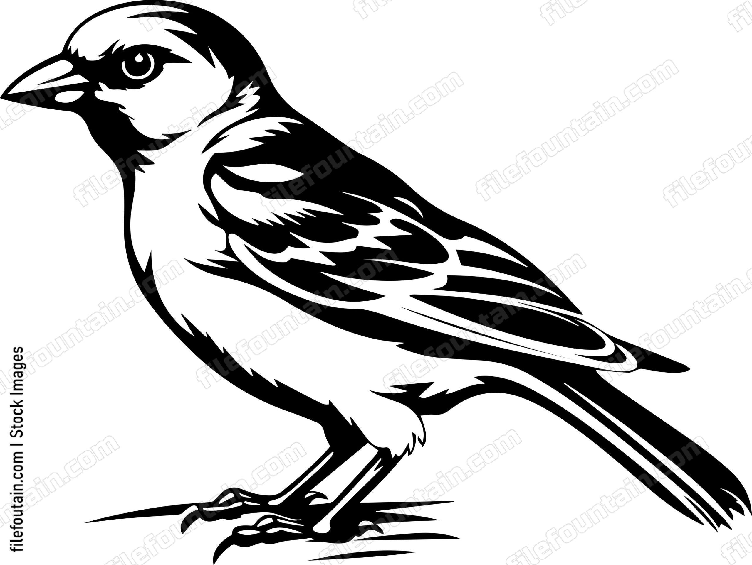 Common Chaffinch