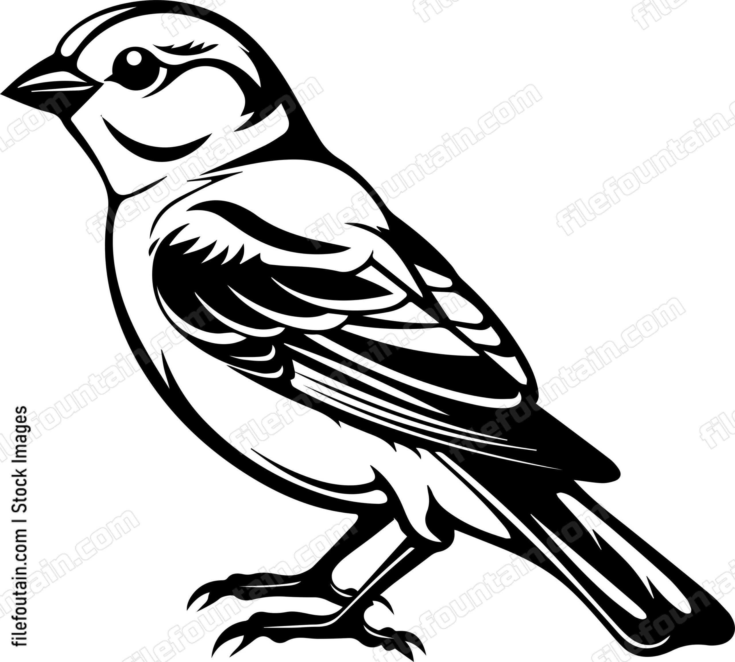 Common Chaffinch