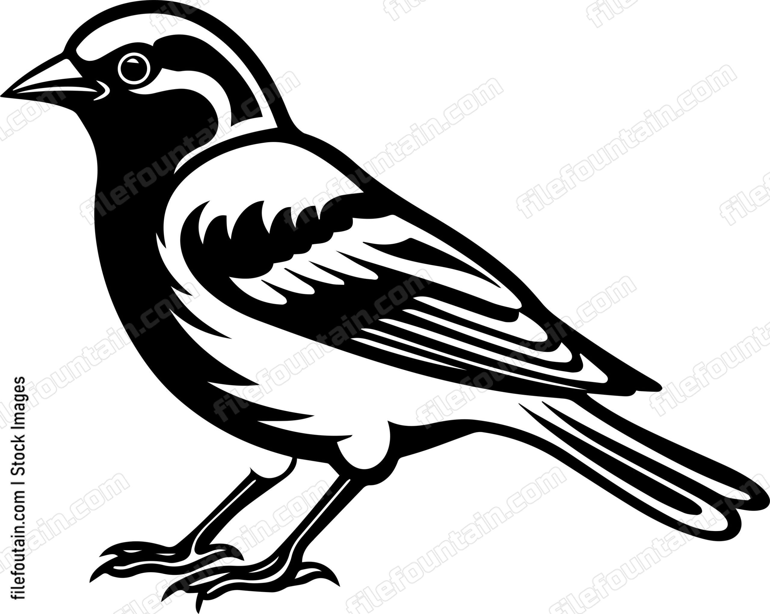 Common Chaffinch