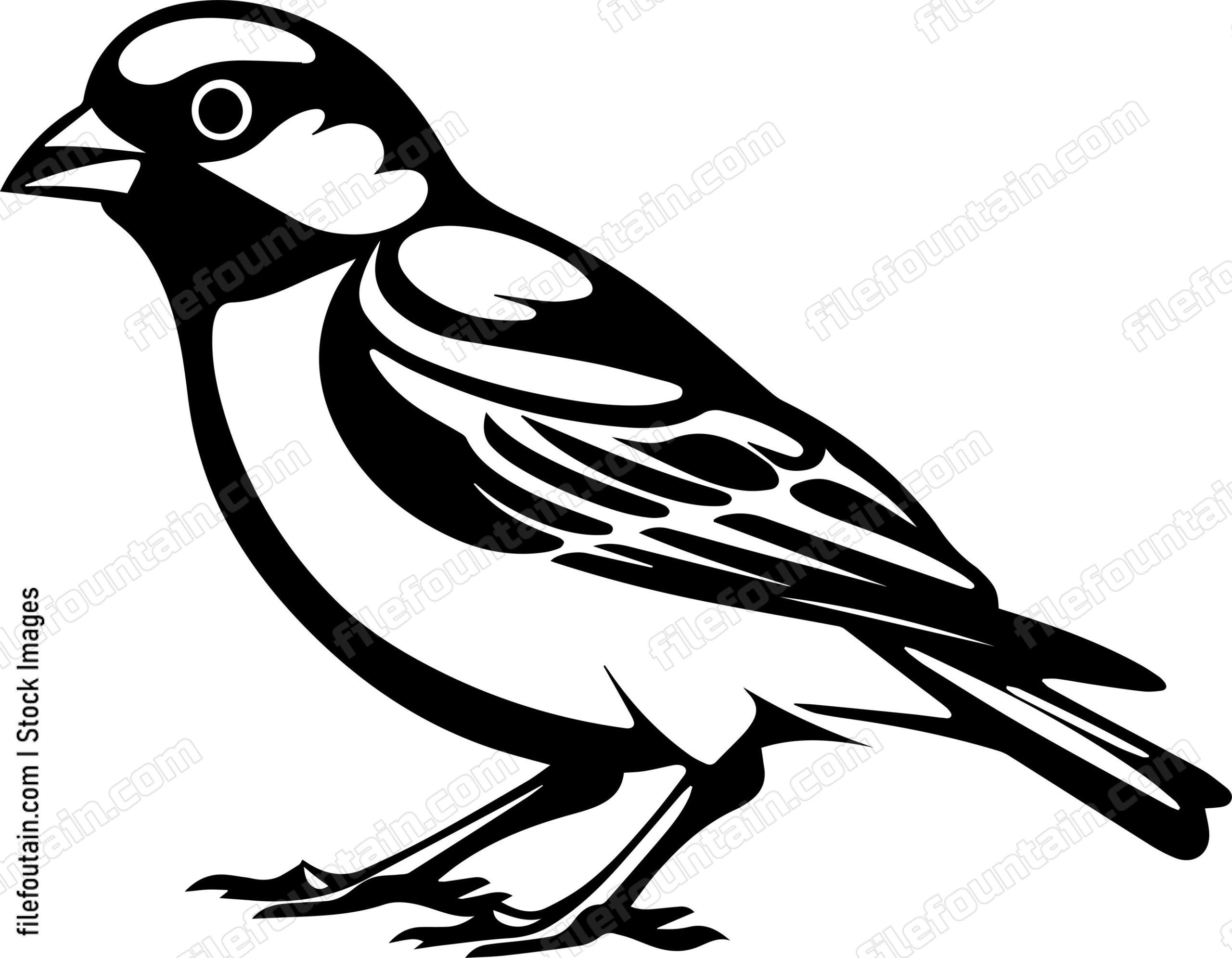 Common Chaffinch