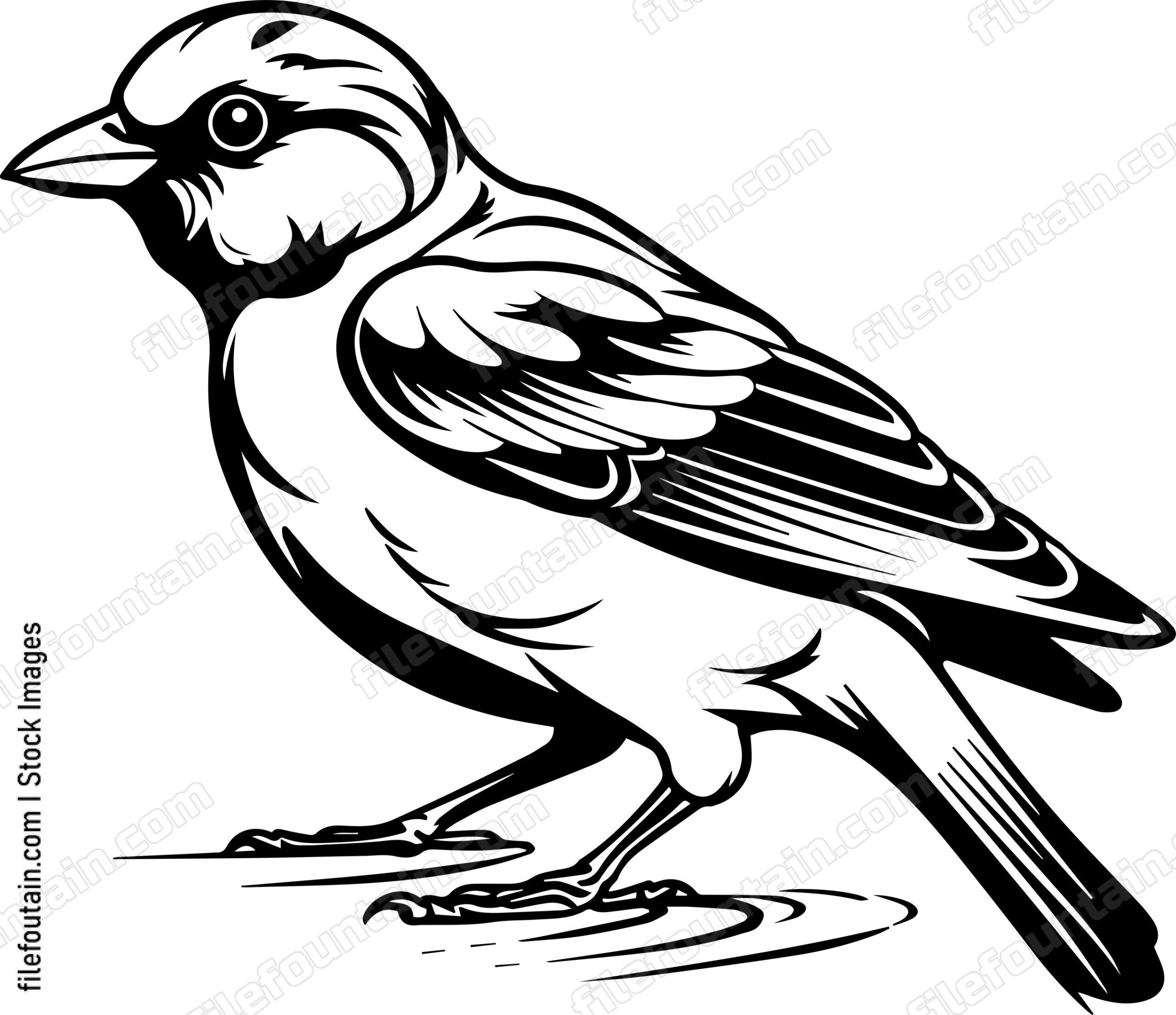 Common Chaffinch