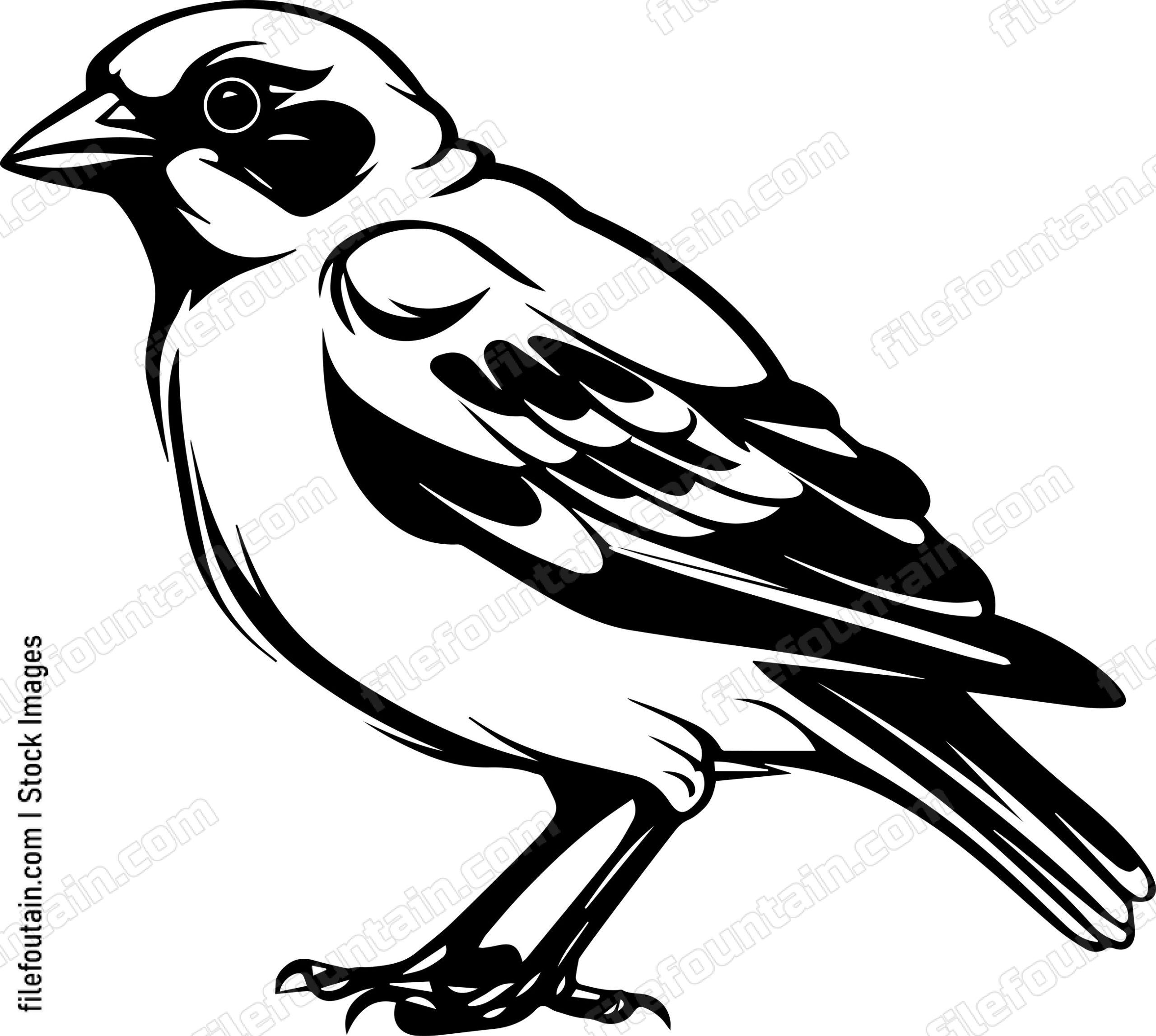 Common Chaffinch