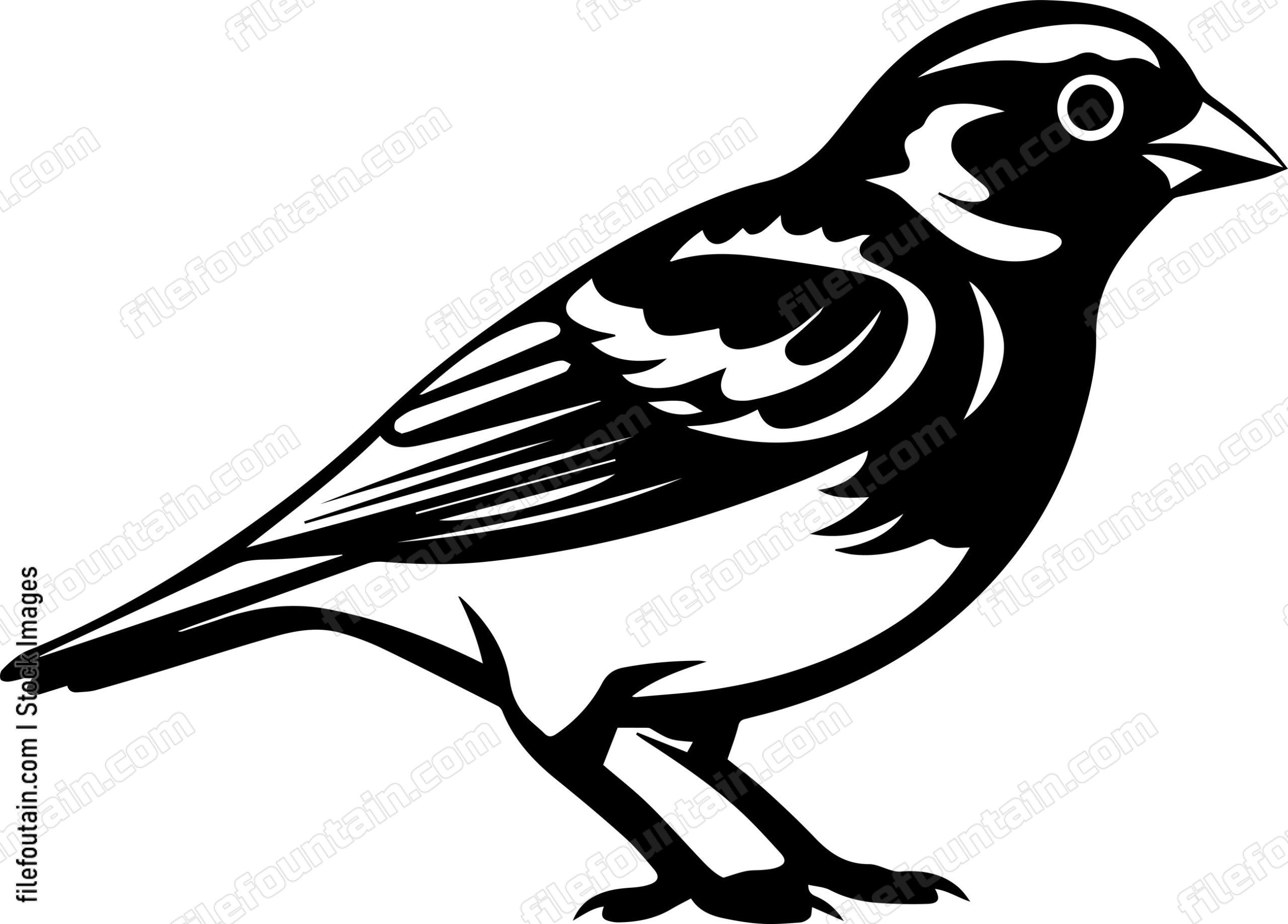 Common Chaffinch