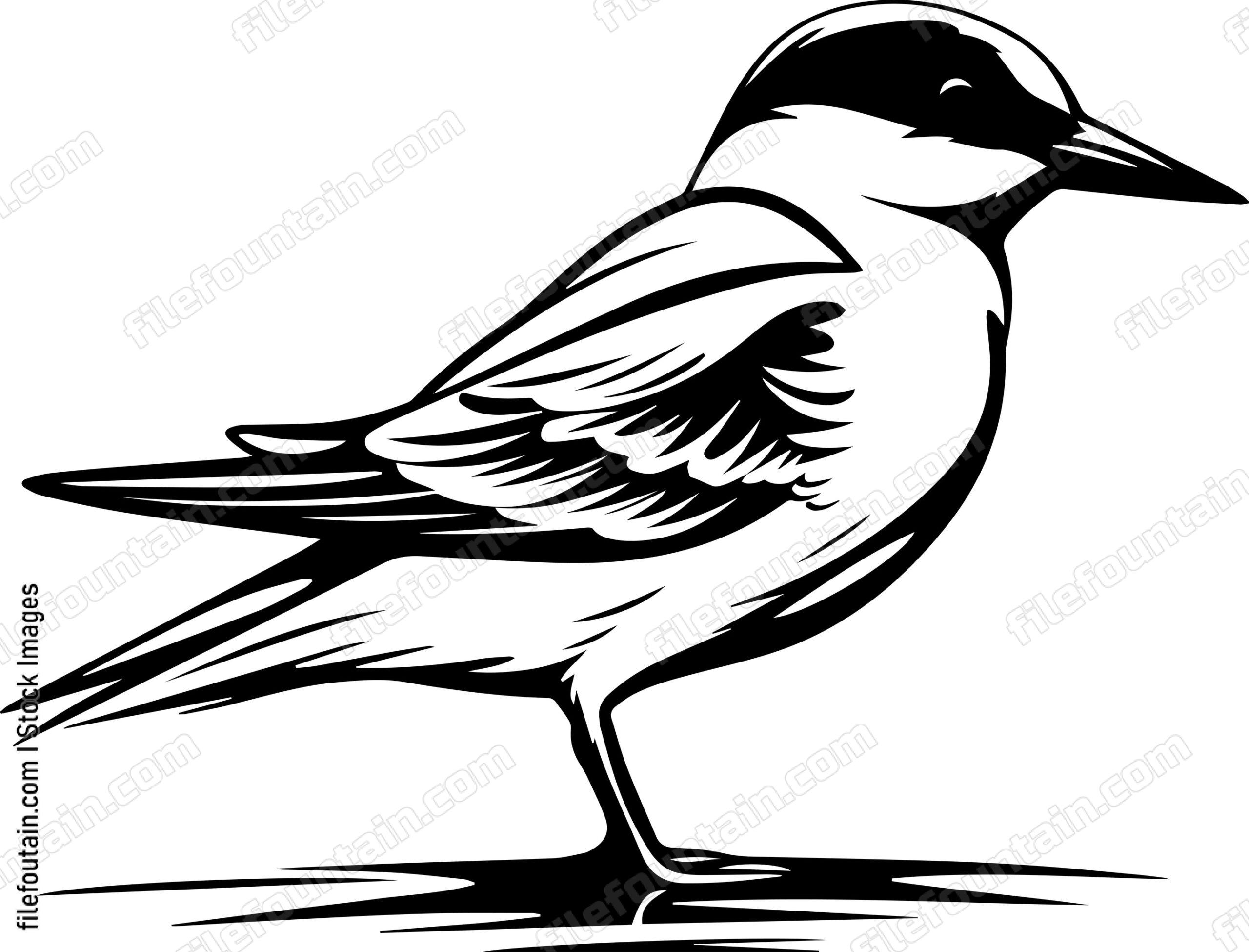 Common Tern