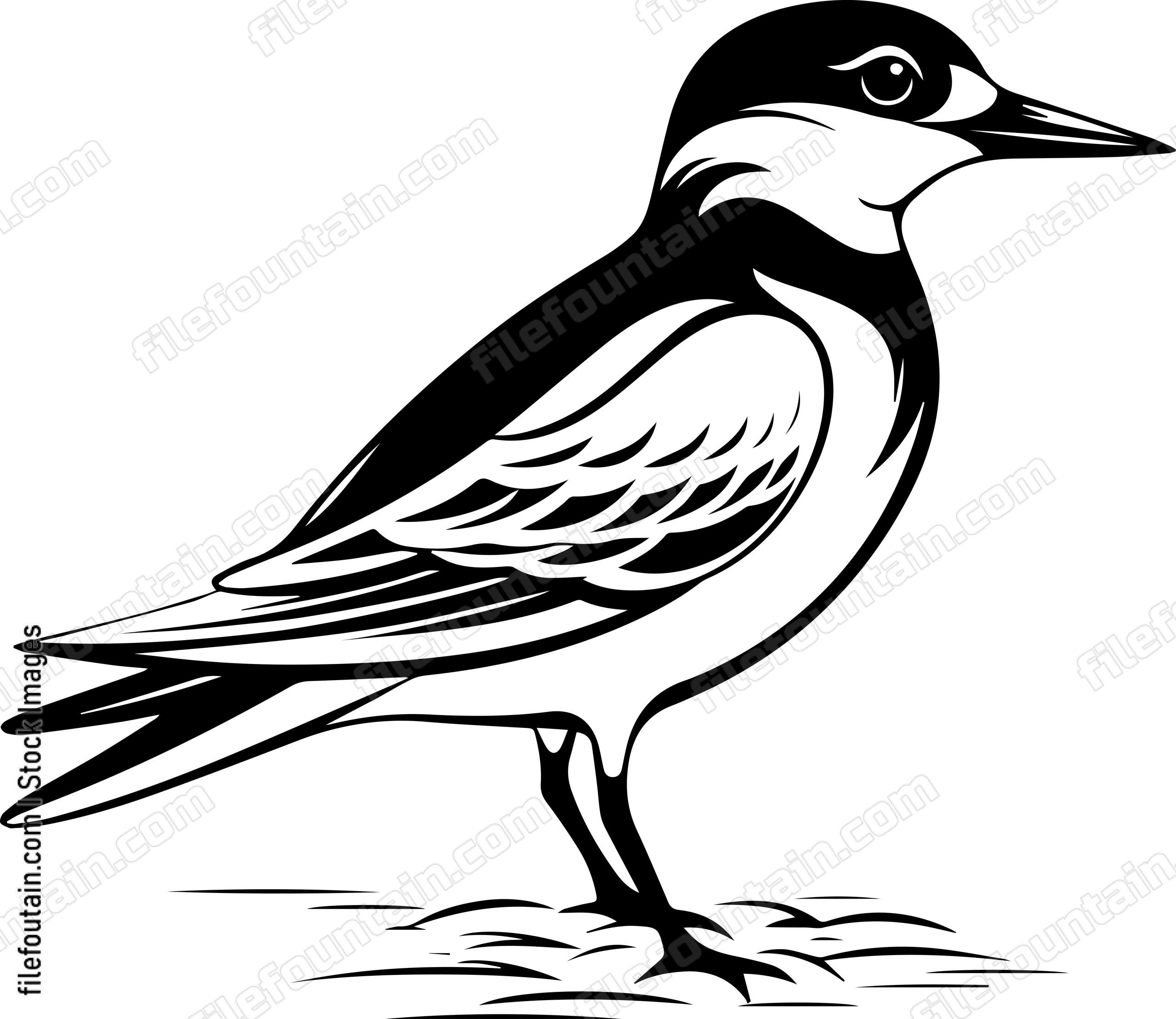Common Tern