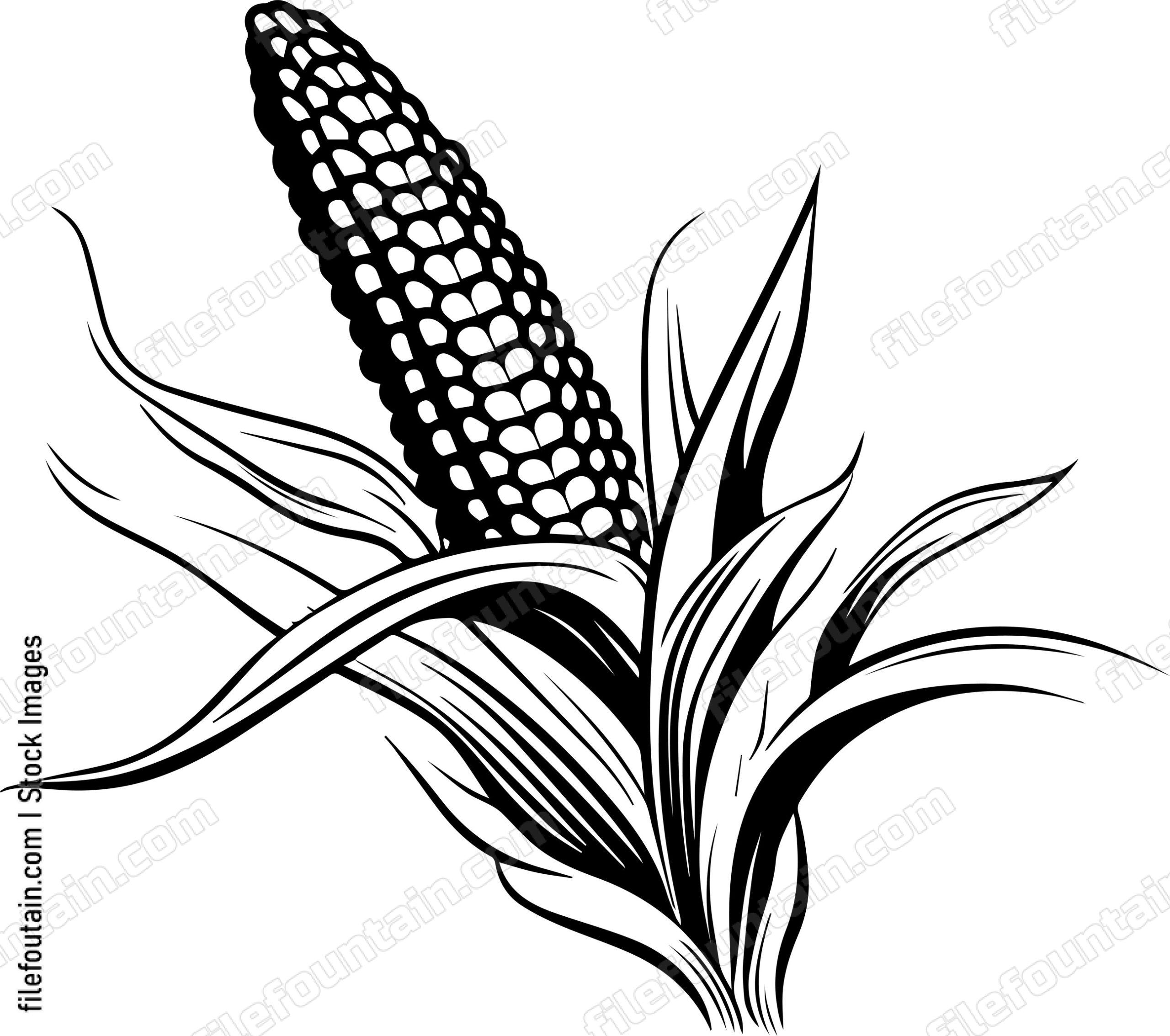 Corn