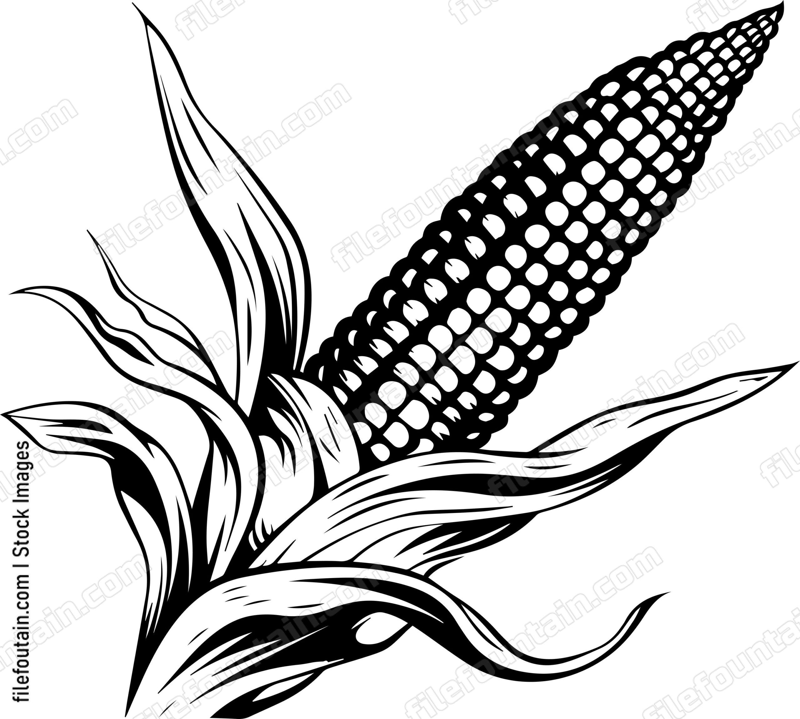 Corn