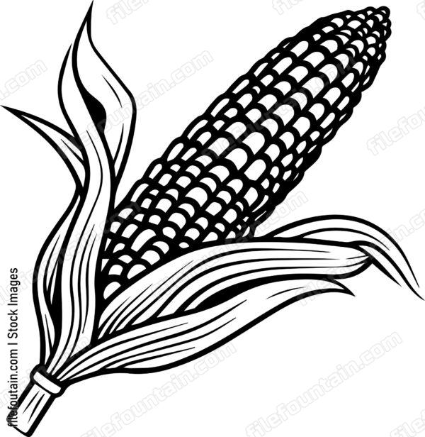 Corn