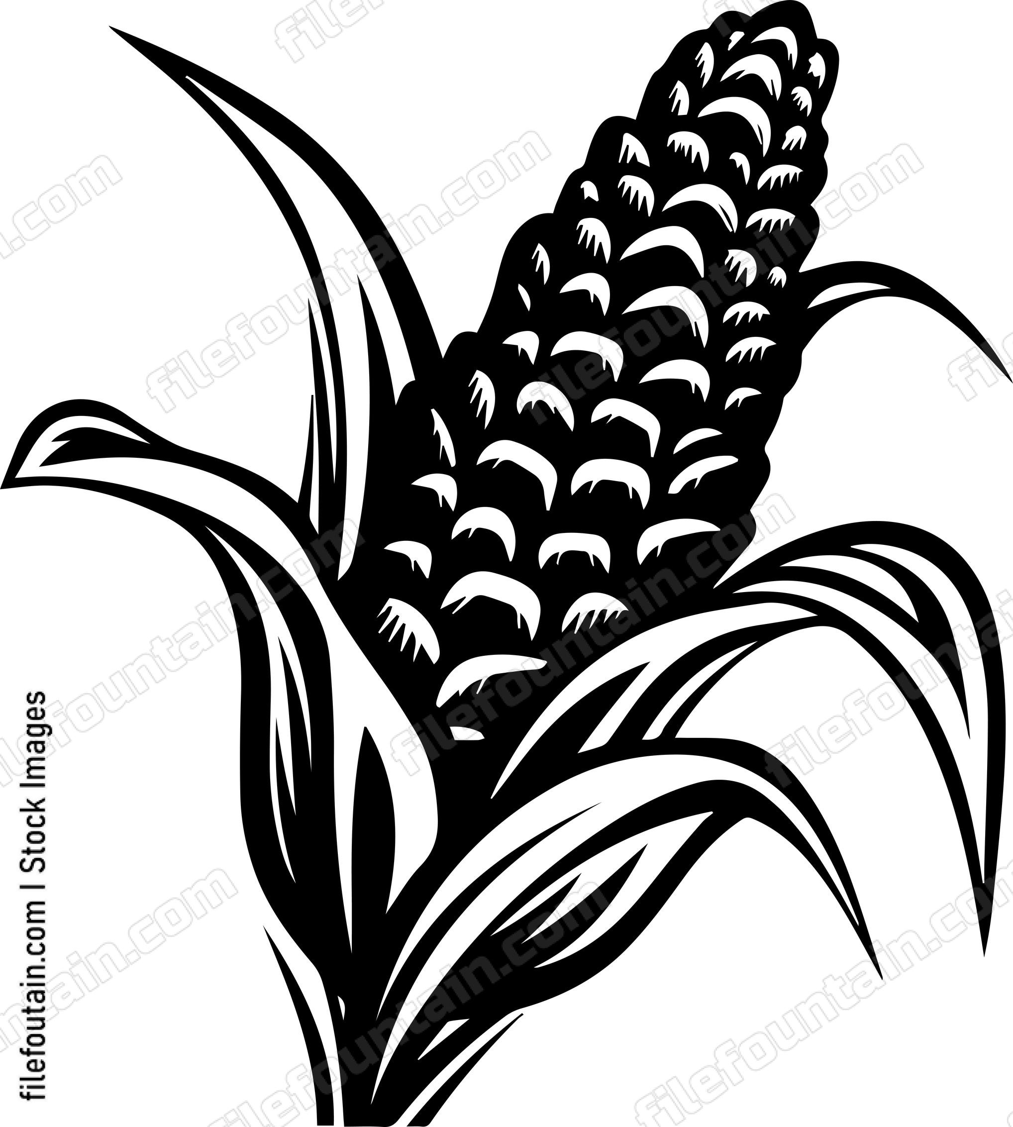 Corn