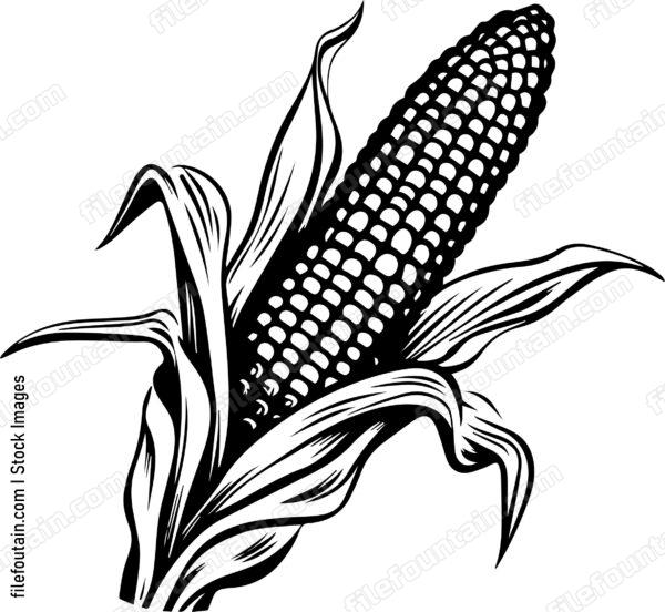 Corn