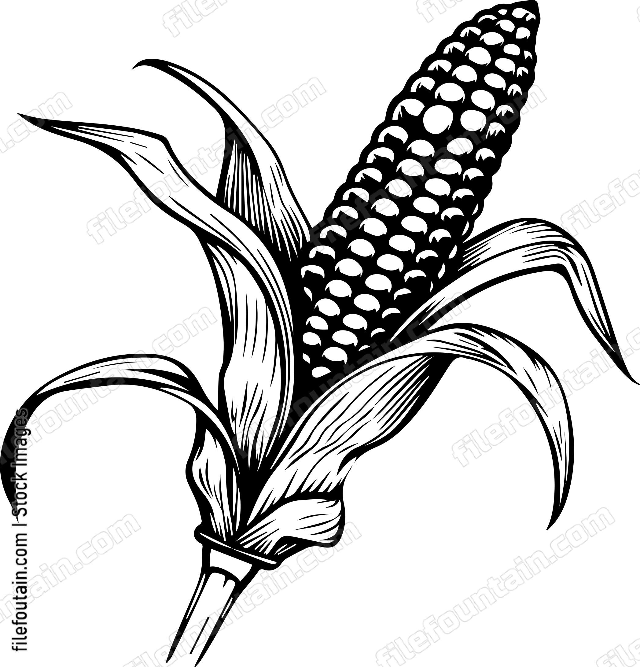 Corn