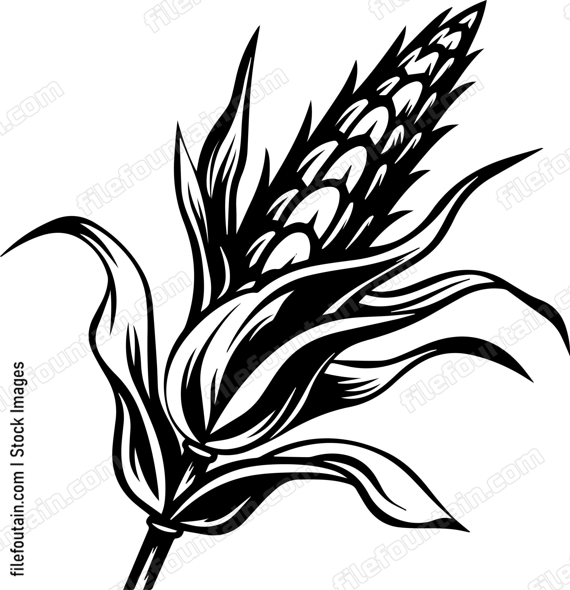 Corn