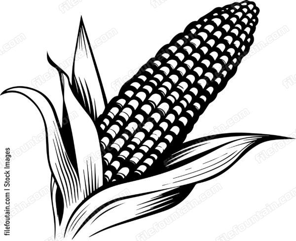 Corn