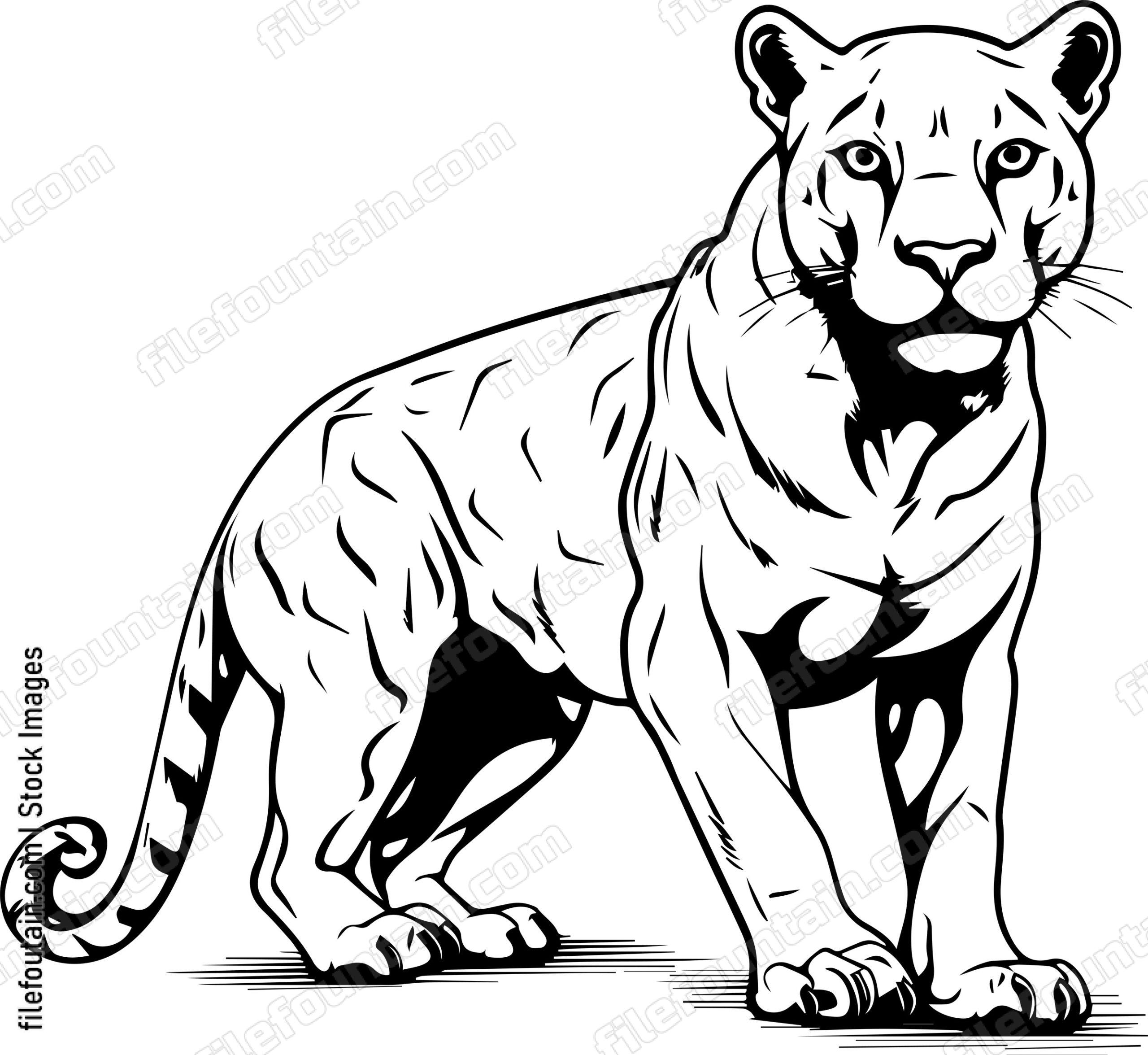 Cougar