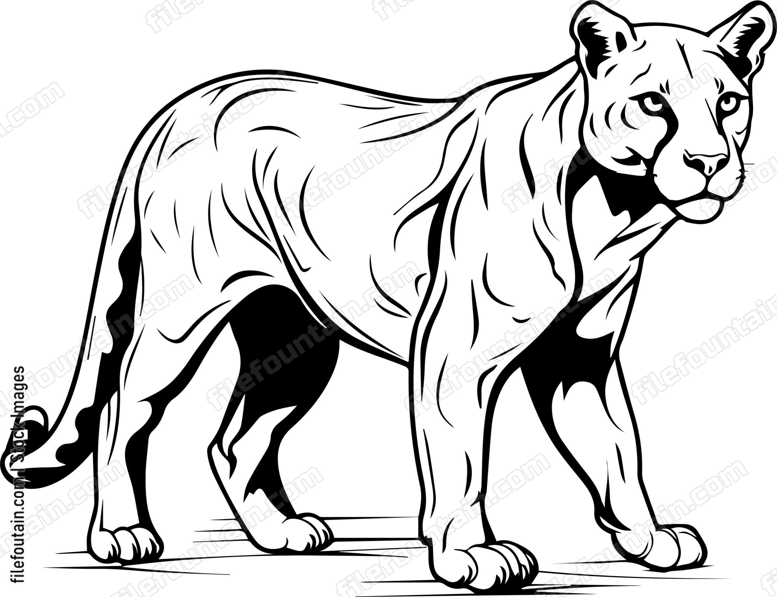 Cougar