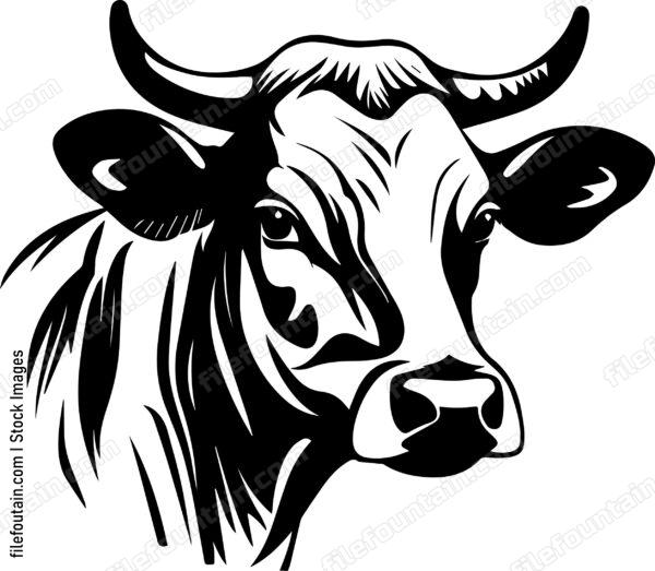 Cow Head
