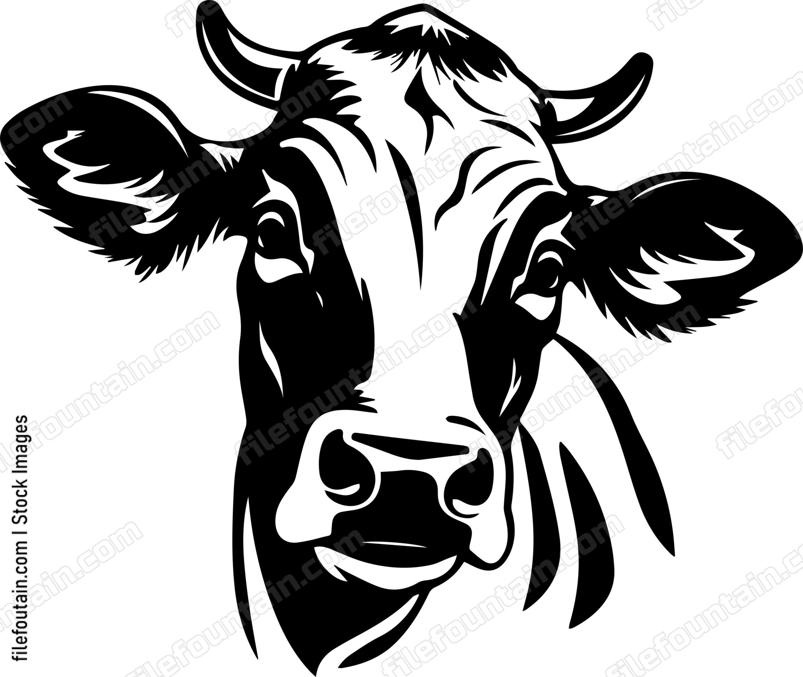 Cow Staring