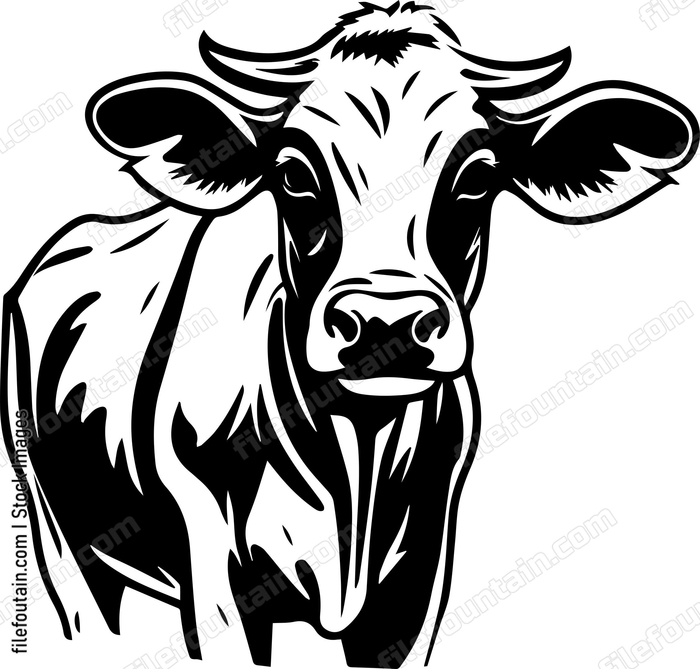 Cow Staring