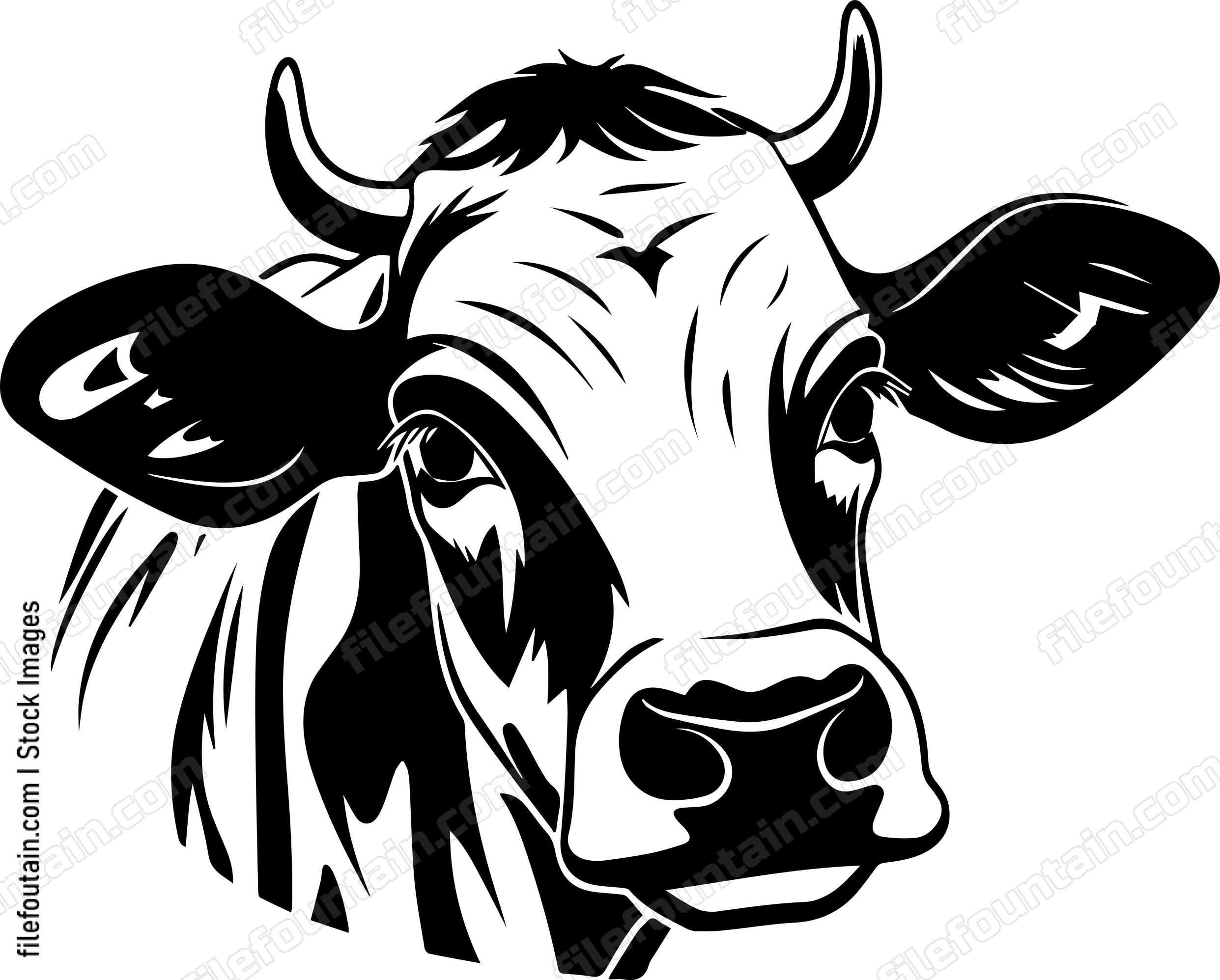 Cow Staring