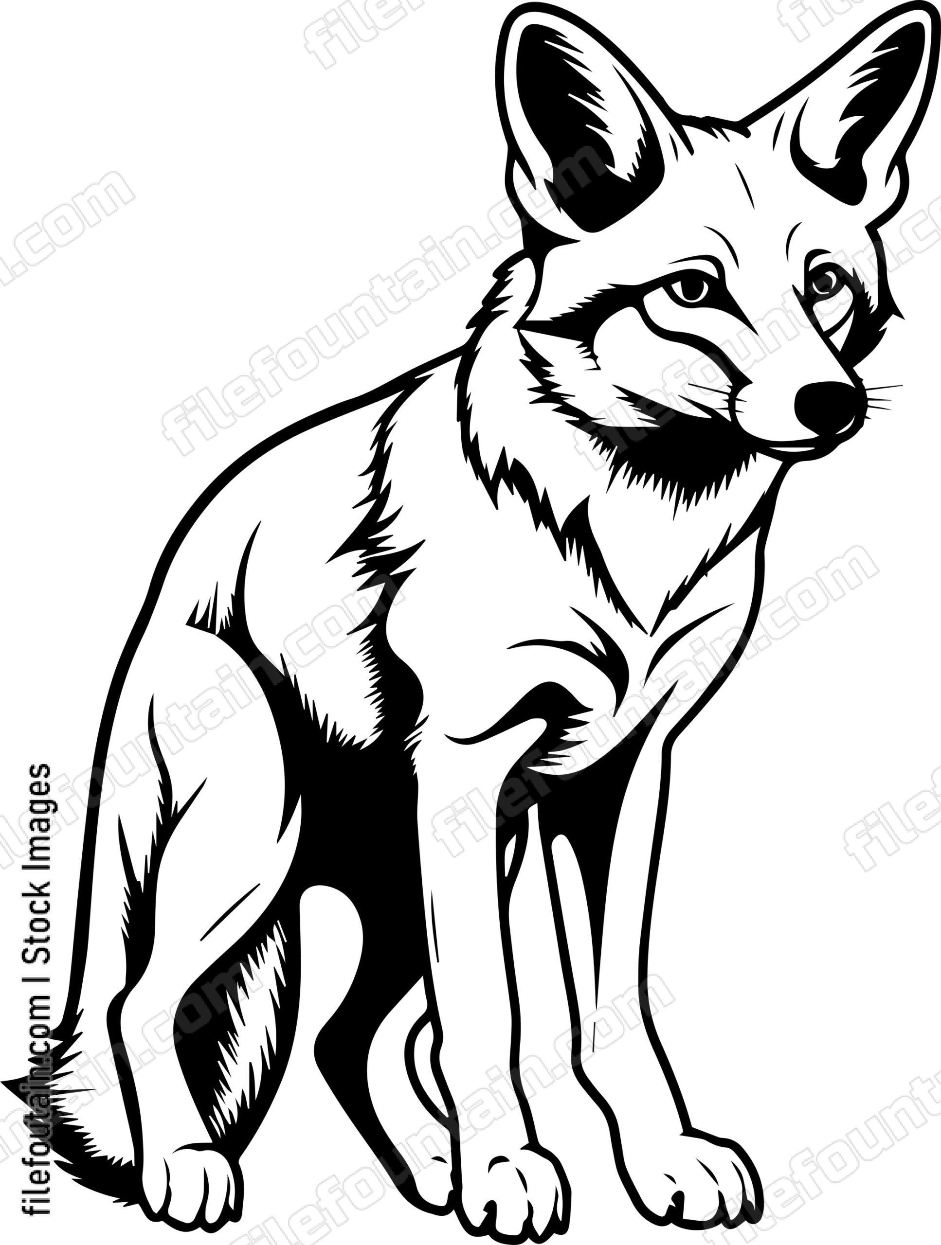 Coyote